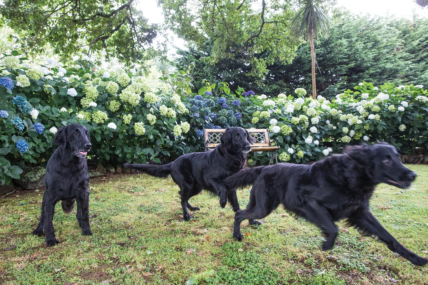 SHELBY, BRAMBLE, SARAH 9 Flat Coated Retreivers.jpg