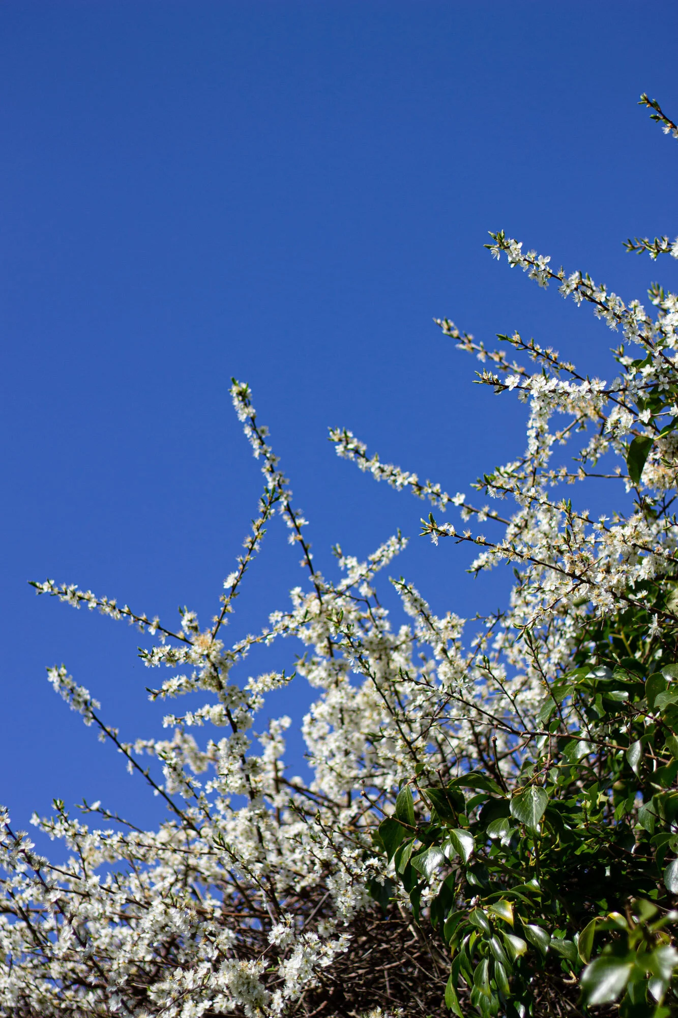 Toby Nima Web Gallery26.jpg