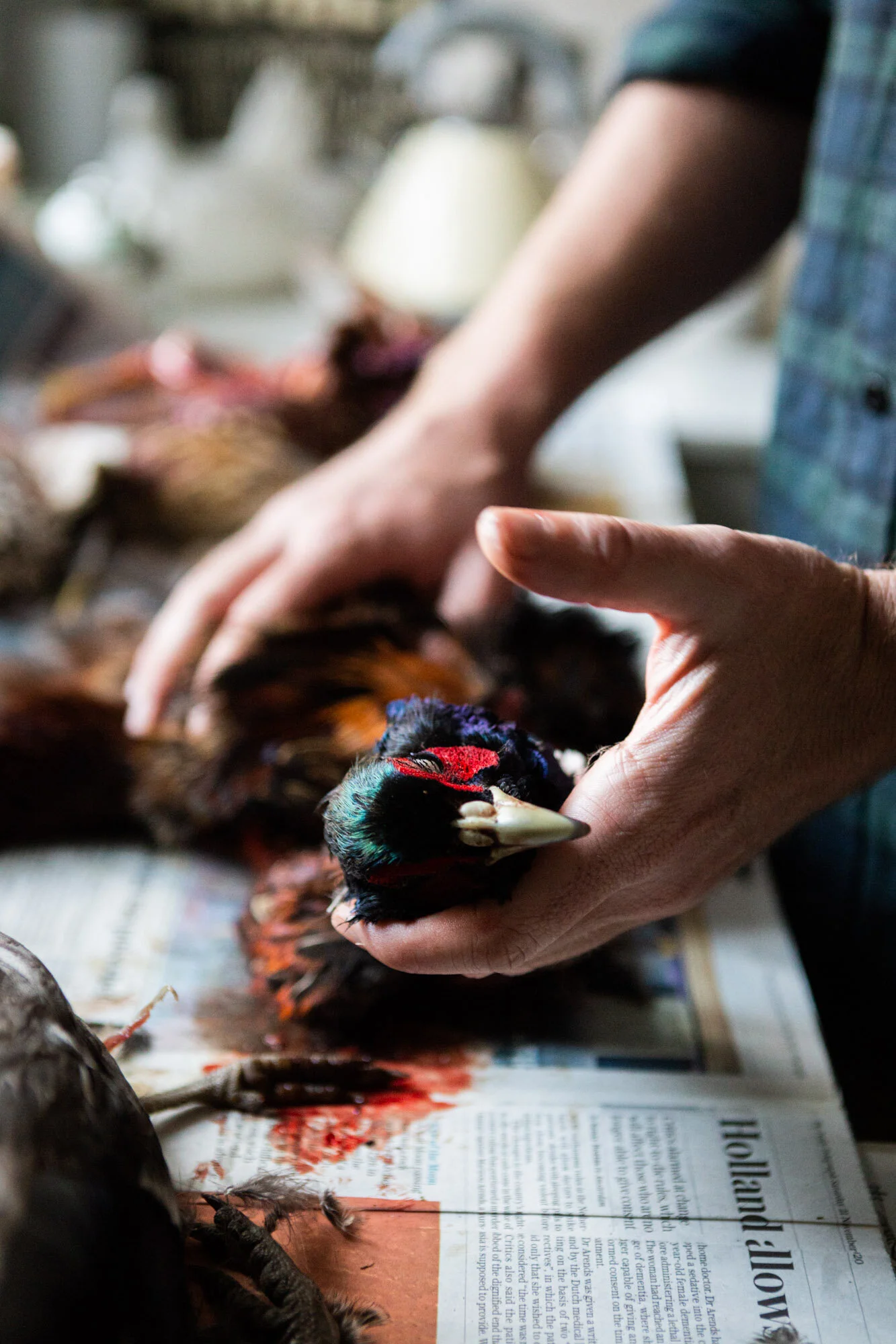 Toby Nima Web Gallery35.jpg