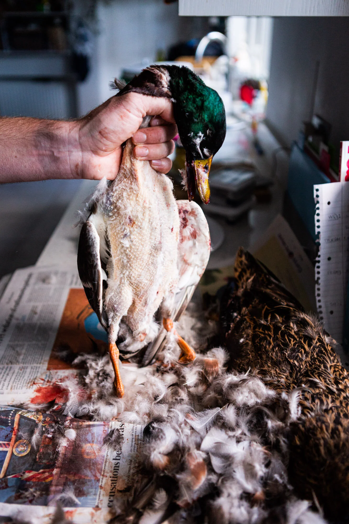 Toby Nima Web Gallery36.jpg