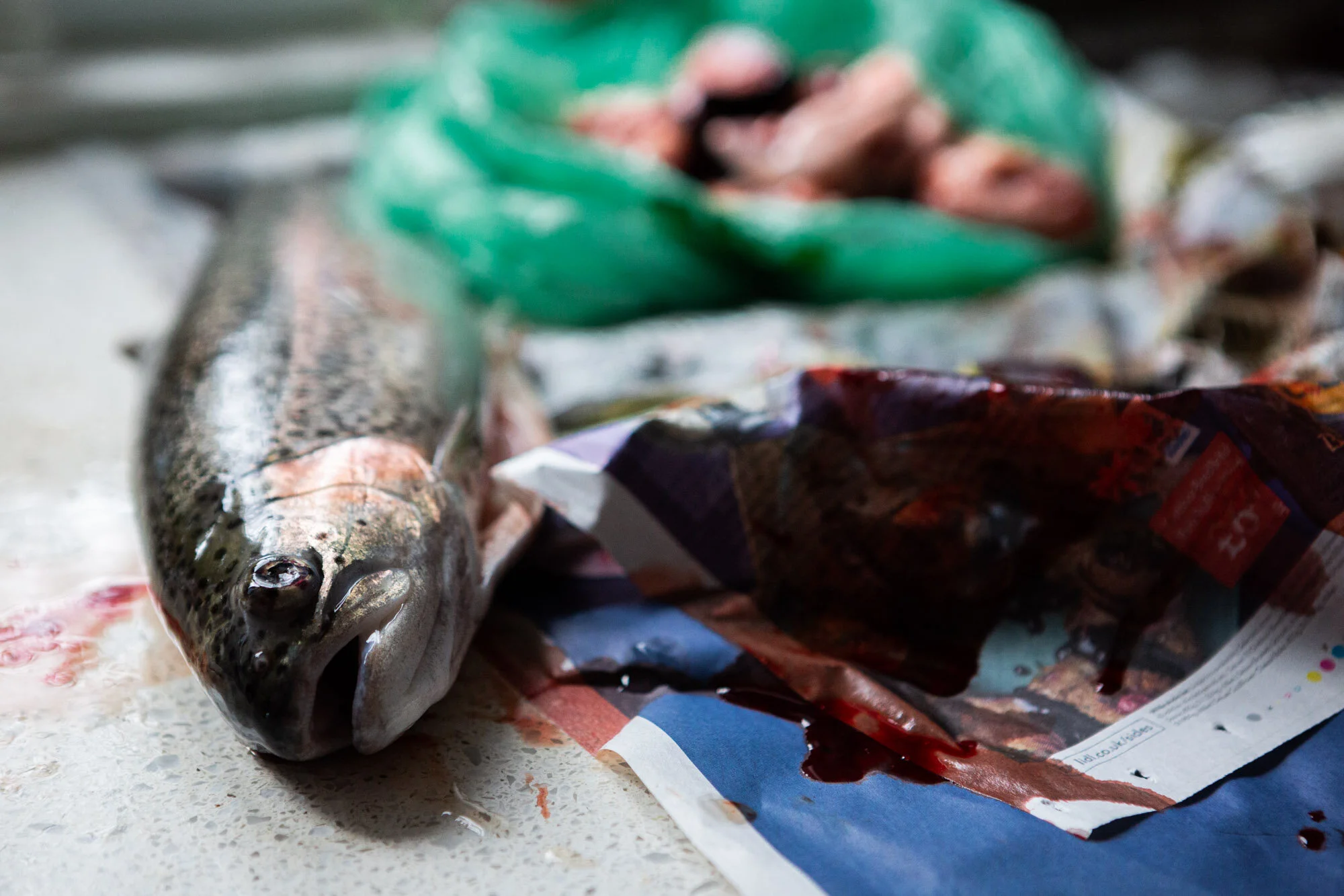 Toby Nima Web Gallery41.jpg