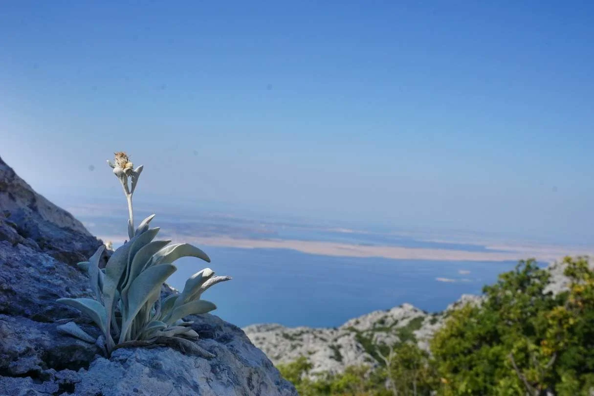 Kroatien_-_Radtouren_mit_Hundeanhnger__tour_15.jpg