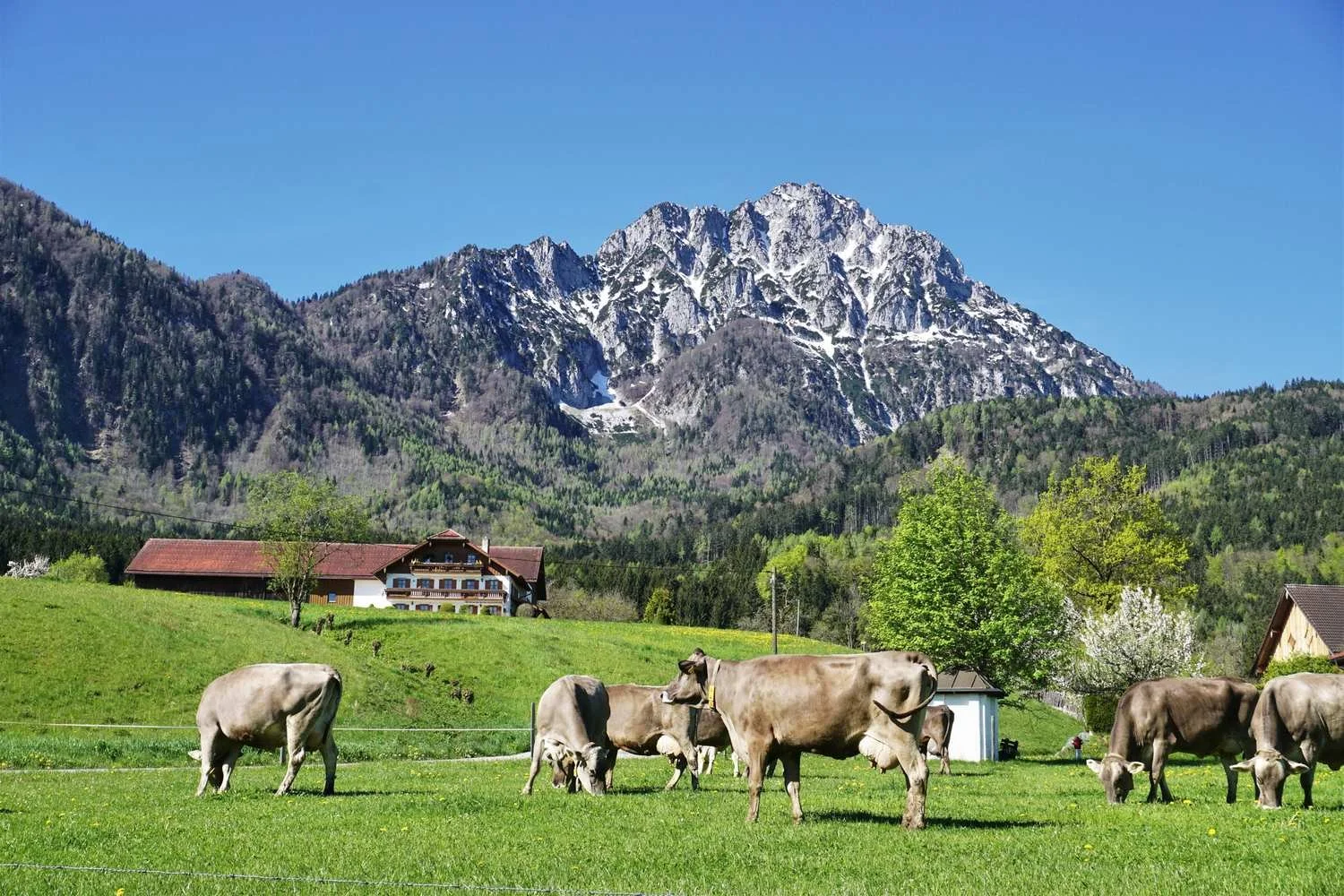 Graveltouren_zwischen_Chiemgau_Berchtesgadener_und_Salzburger_Land_mit_Hund_und_Anhnger_tour_10.jpg