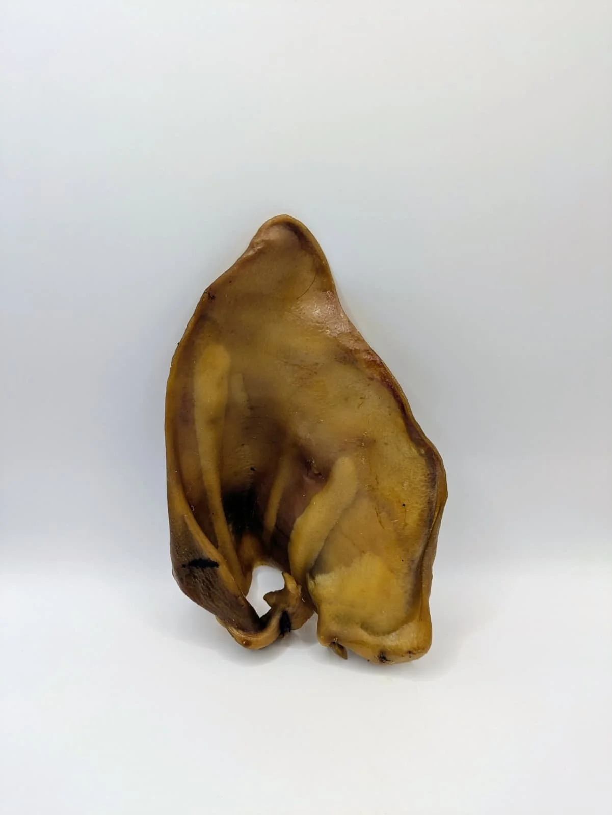 oreja cerda xxl 1.jpg