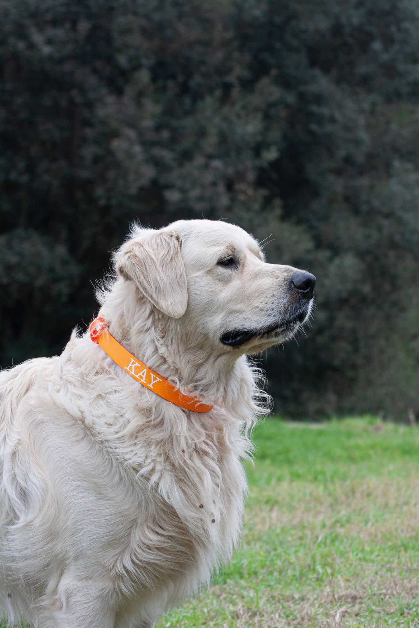 collar glamour1.jpeg