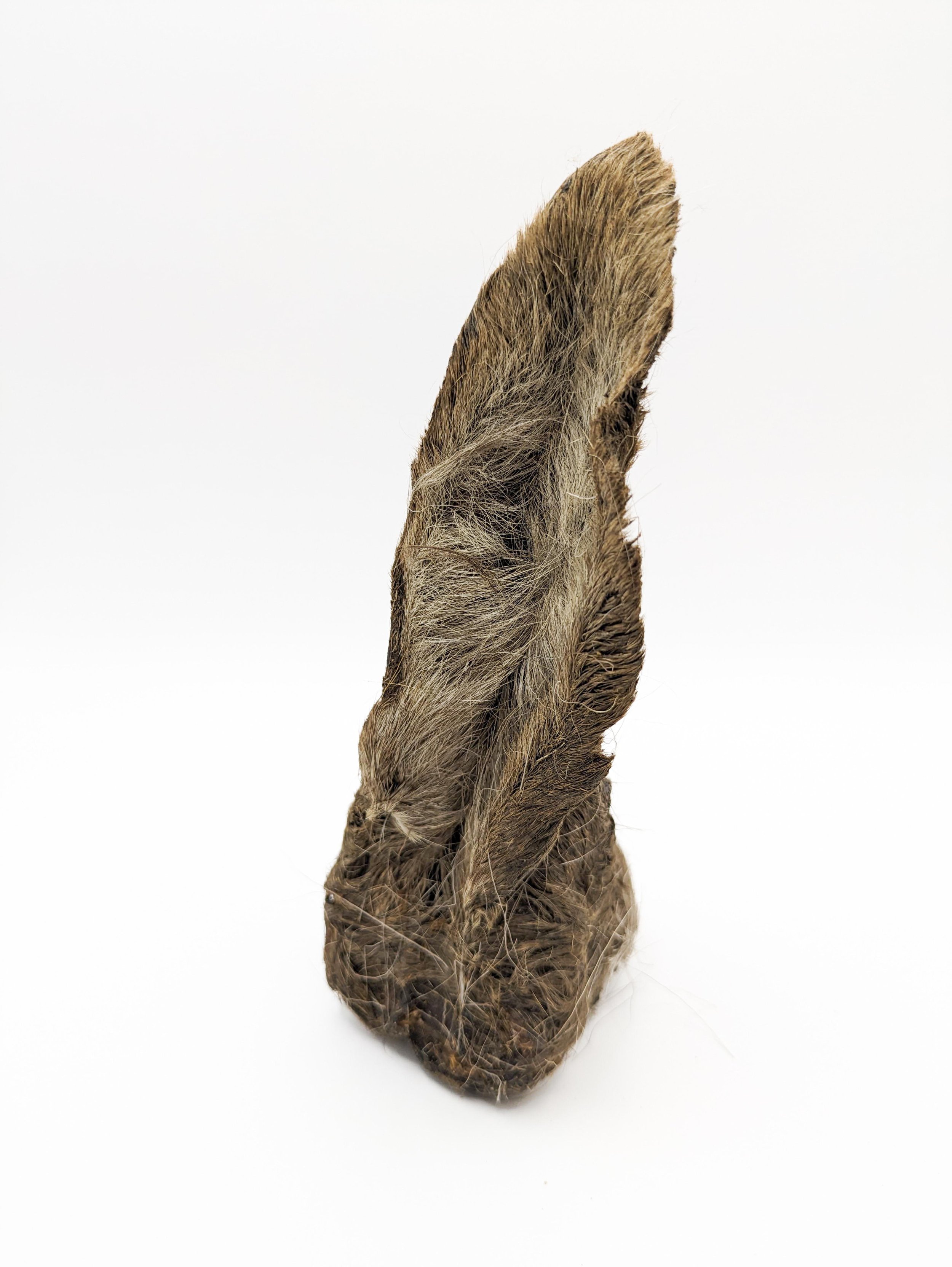 oreja ciervo2.jpg