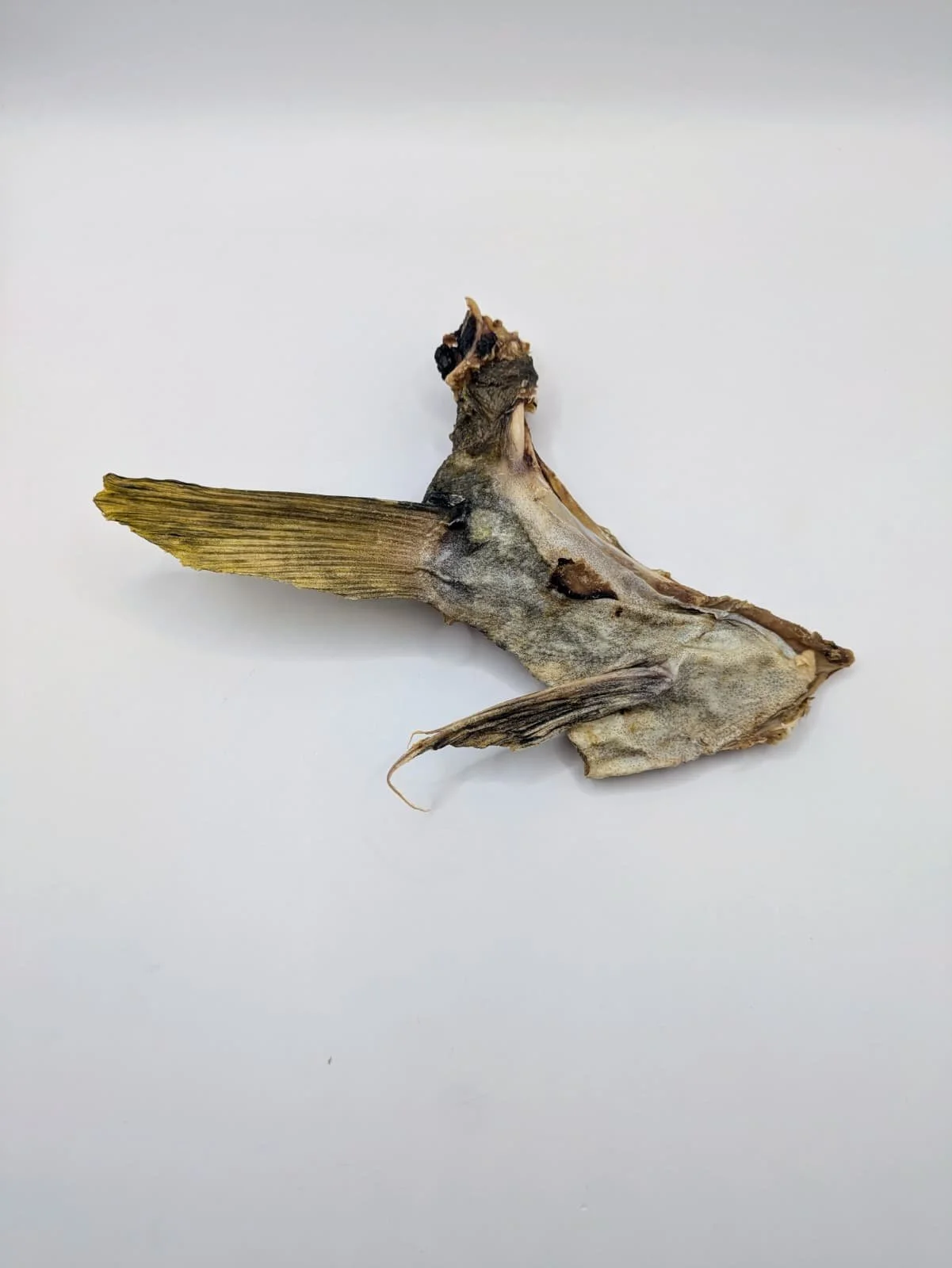 collar bacalao.jpg