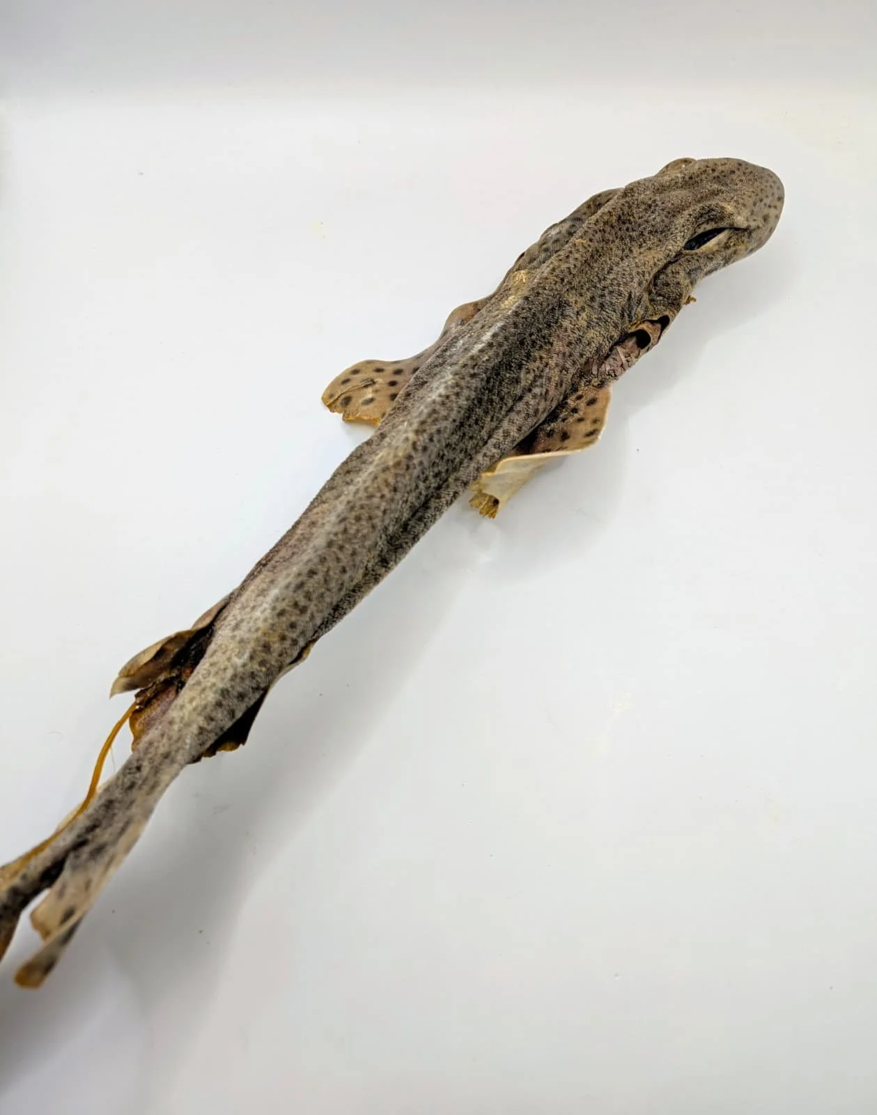 tiburón 1.jpg