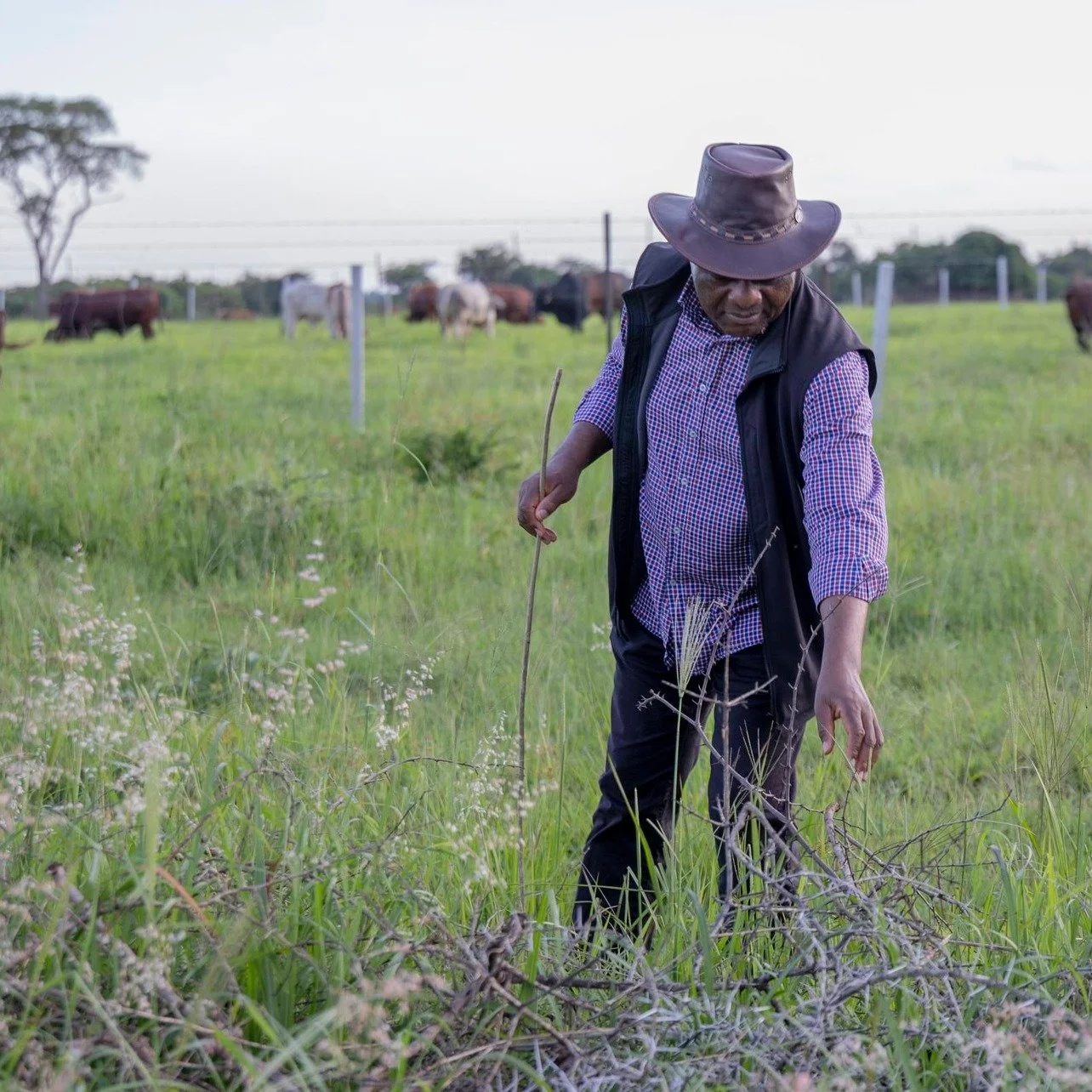 We have been clearing the pasture. Pulling up the weeds of corruption, bad debt, tribalism. This year, we are seeing the green shoots of renewal: high growth, strong currency, record investment. 

Let&rsquo;s deliver Zambia&rsquo;s harvest, together.
