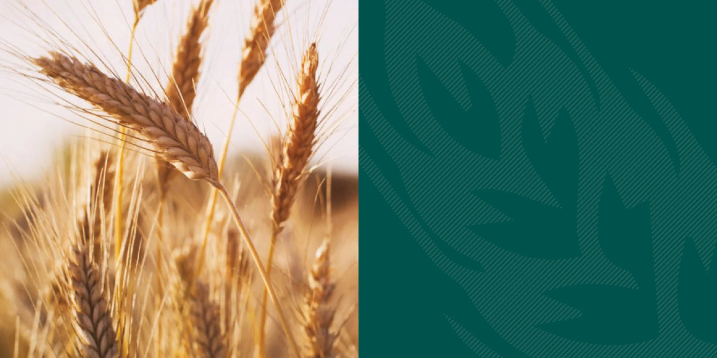 harvest_2500x1250_2.jpg