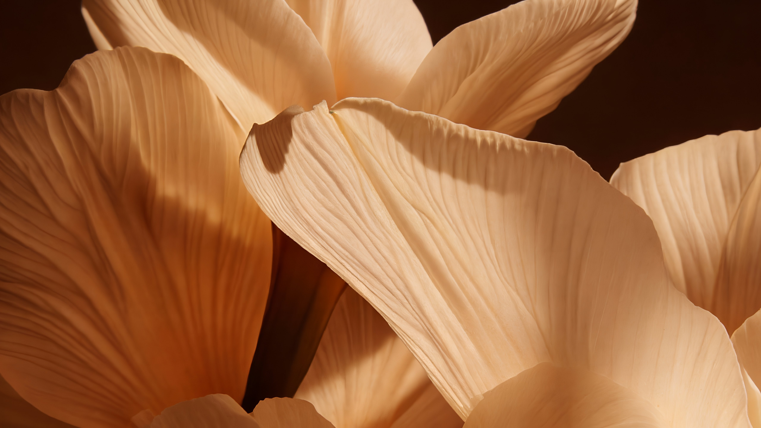 Burthey Funeral Service Intro Image