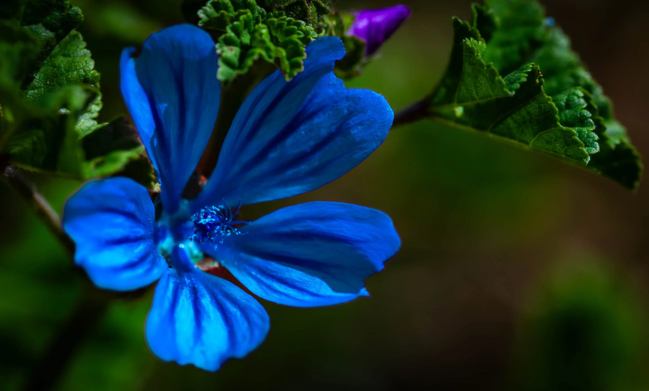 Haiku, Senryũ en andere poëzie. Deel 1