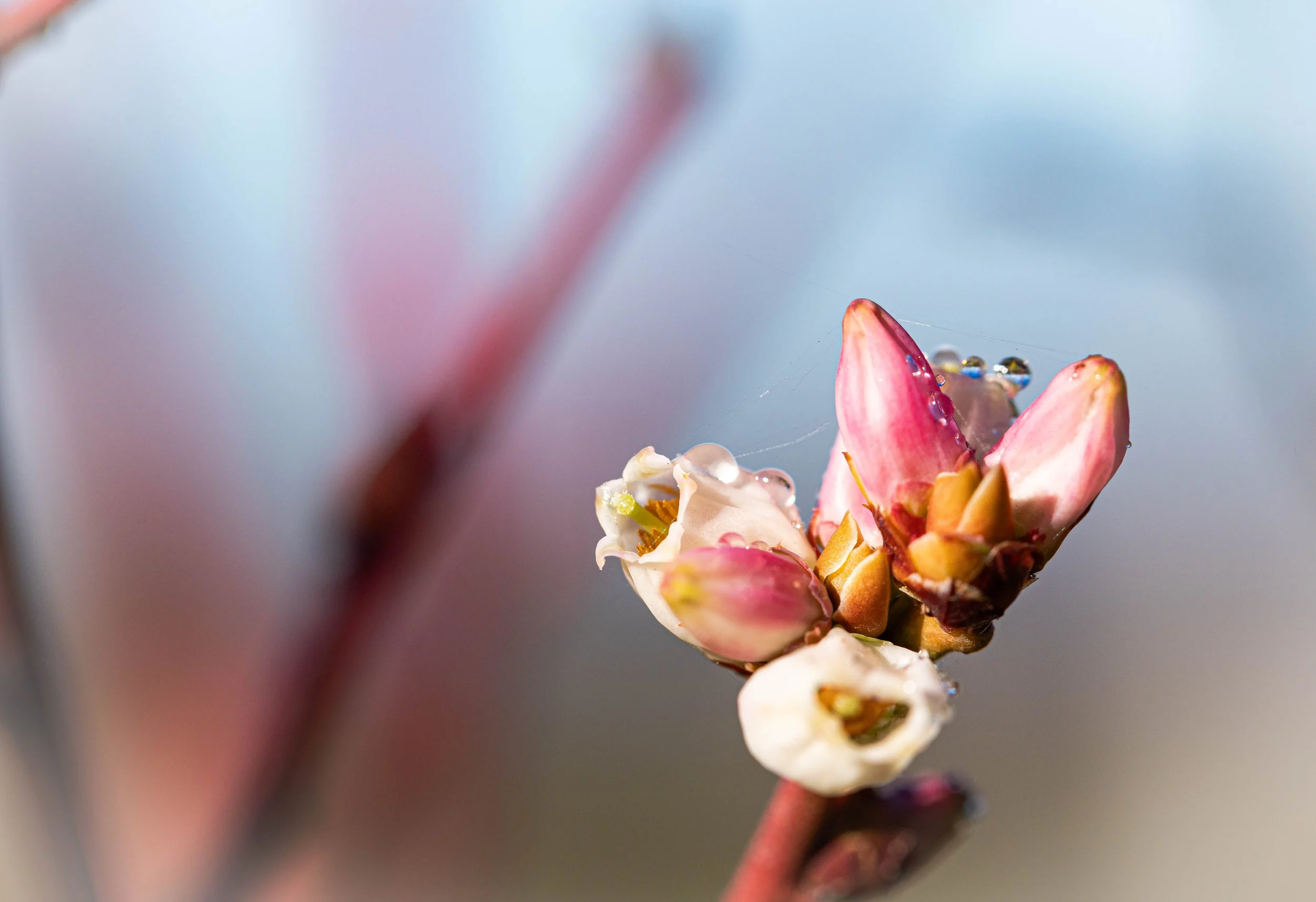 Haiku, Senryũ, poëzie lezen en /of schrijven. Deel 2