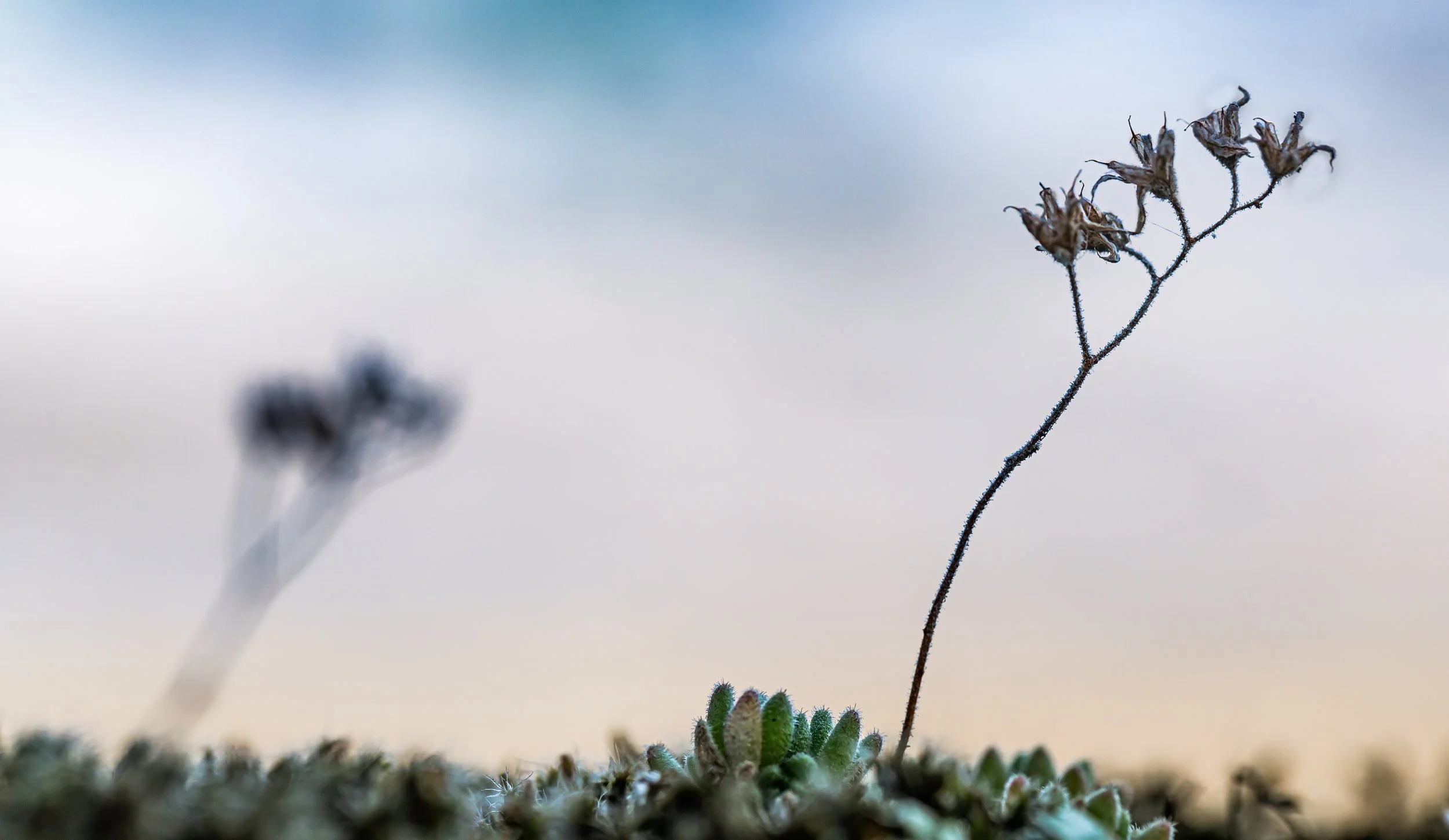 Haiku, Senryũ, poëzie lezen en /of schrijven. Deel 3