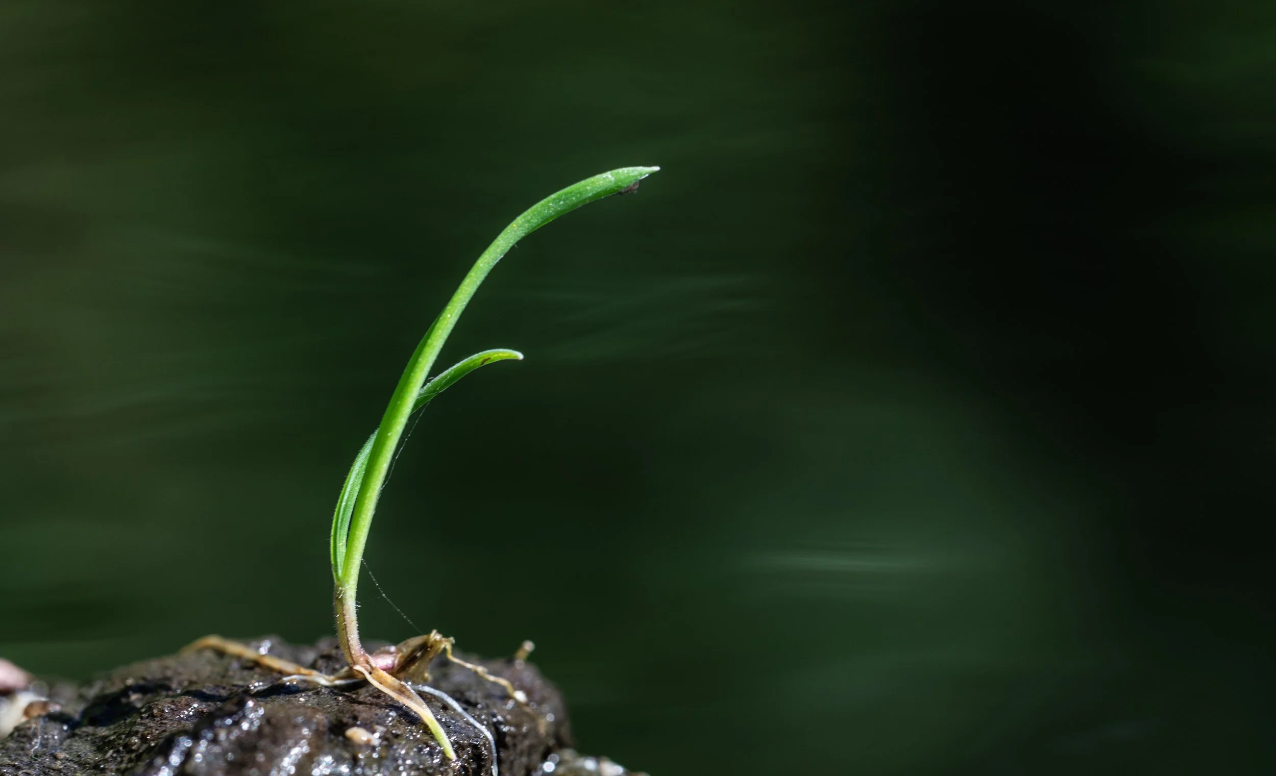 Haiku, Senryũ, poëzie lezen en /of schrijven. Deel 4