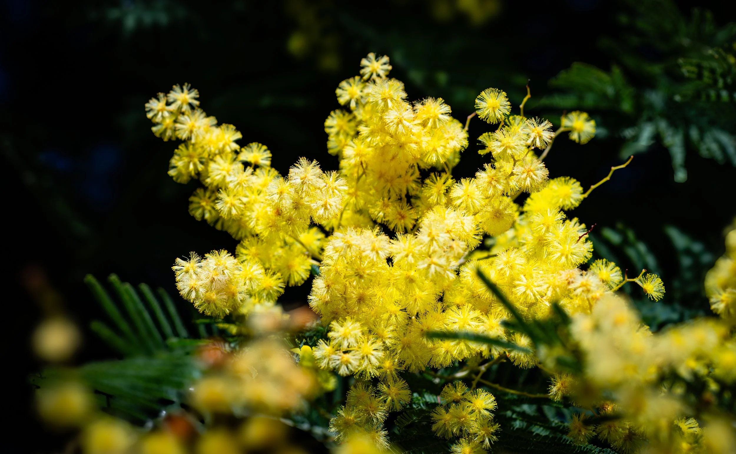 De 4 edele waarheden