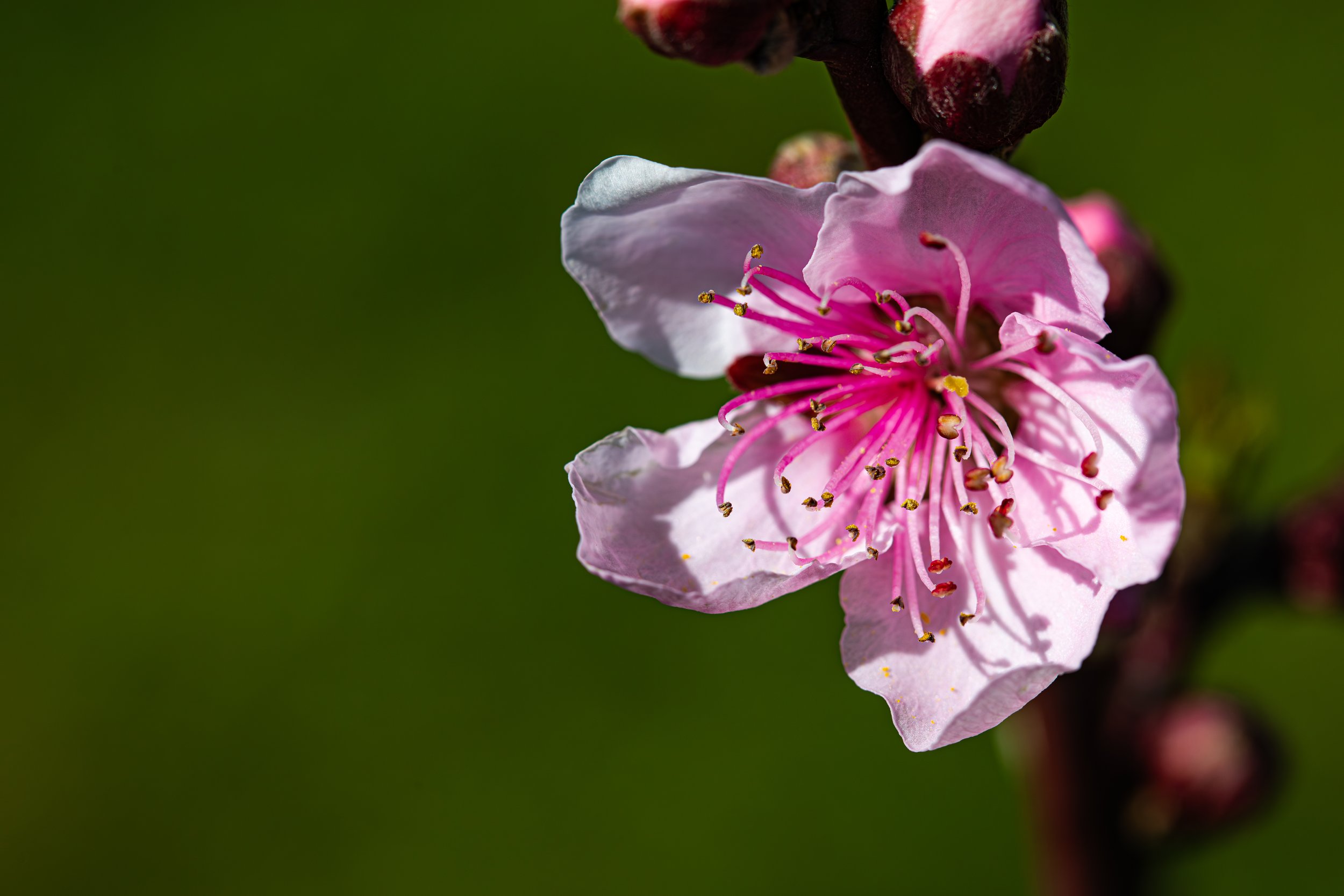 Strijd brengt alleen strijd voort. (Boosheid)