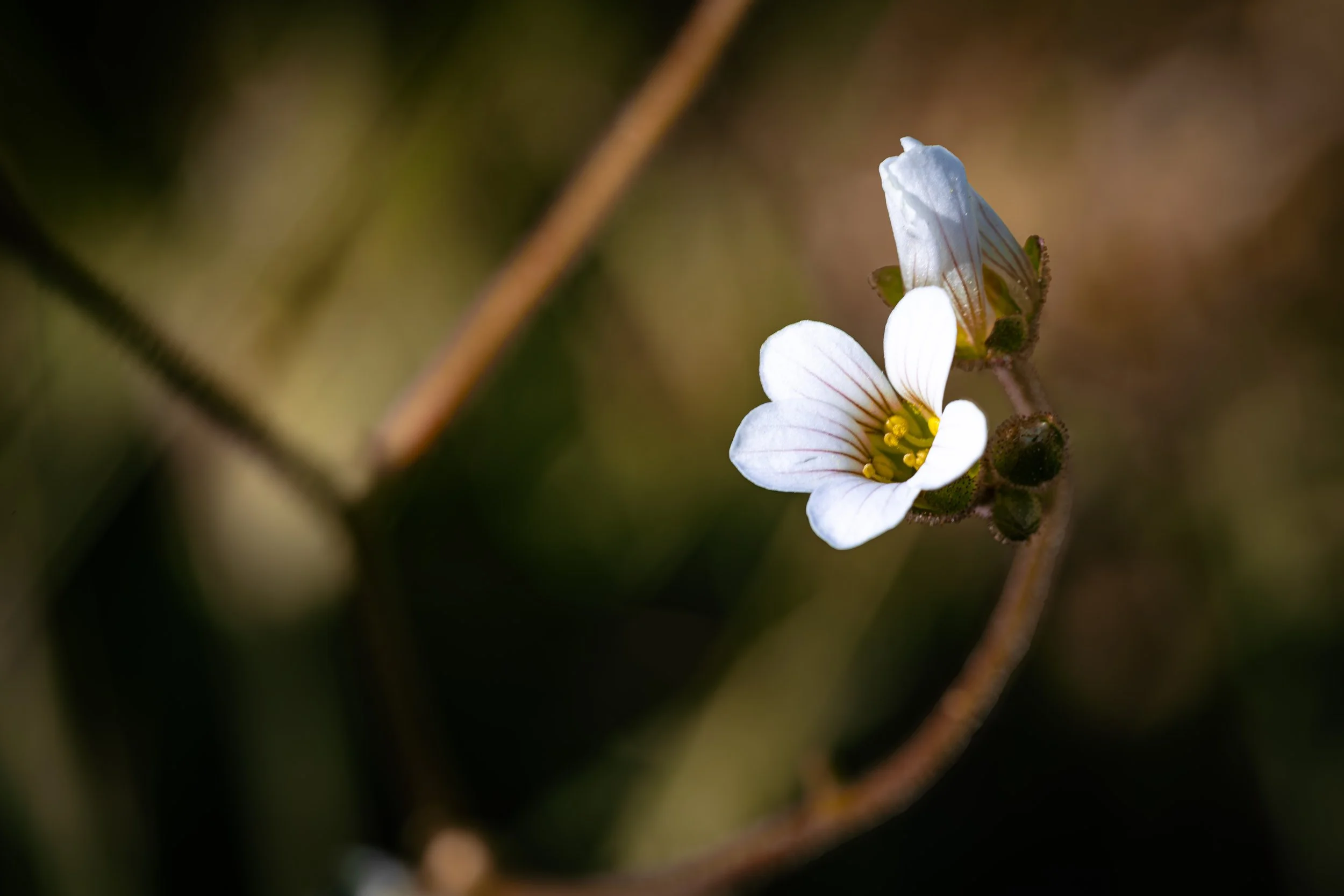 Witte bloem met gele stempel en paarse aderen, met een bij erop, op een dunne tak met een bruinachtige achtergrond.