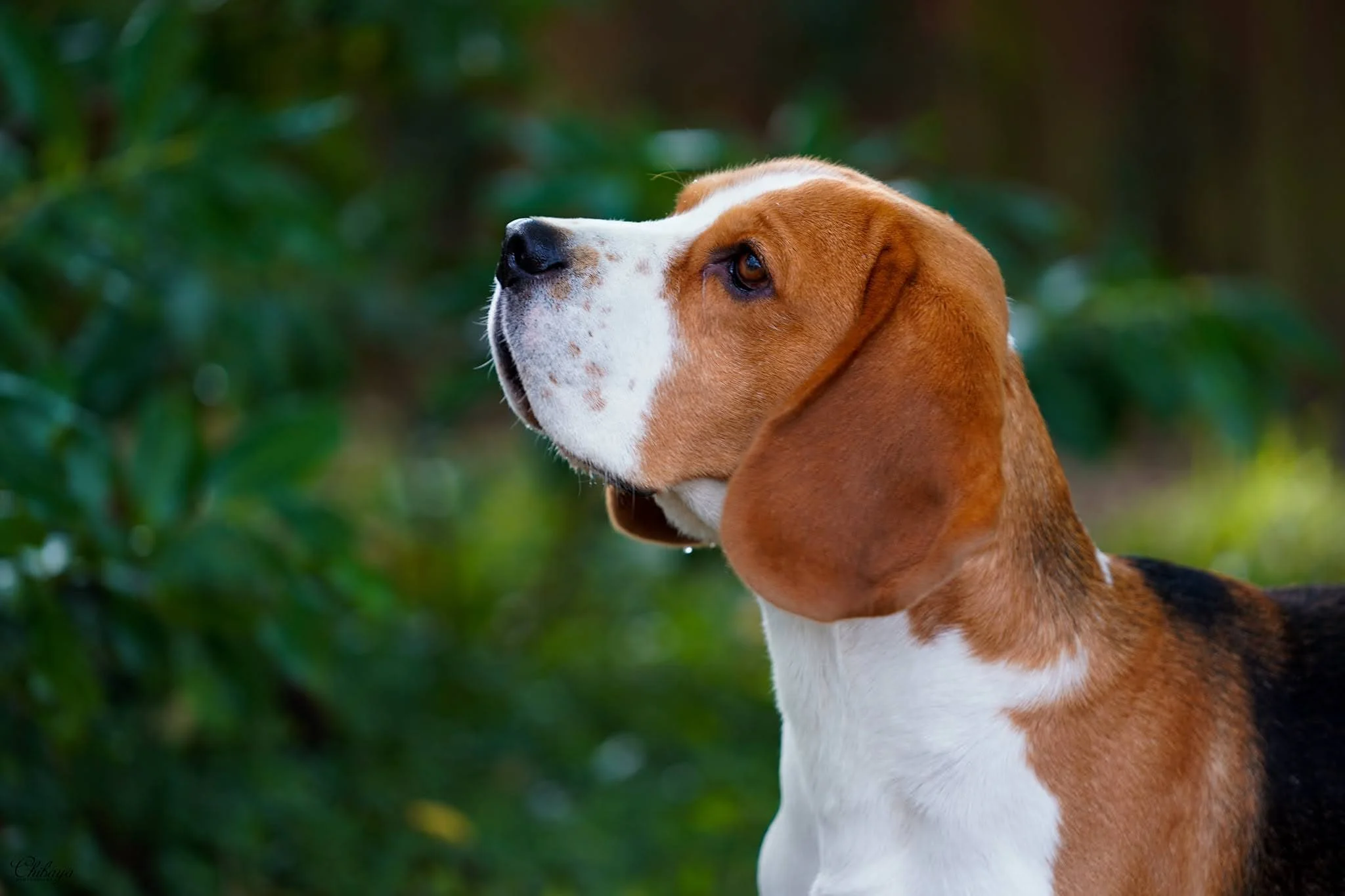 Elvis, Beagle