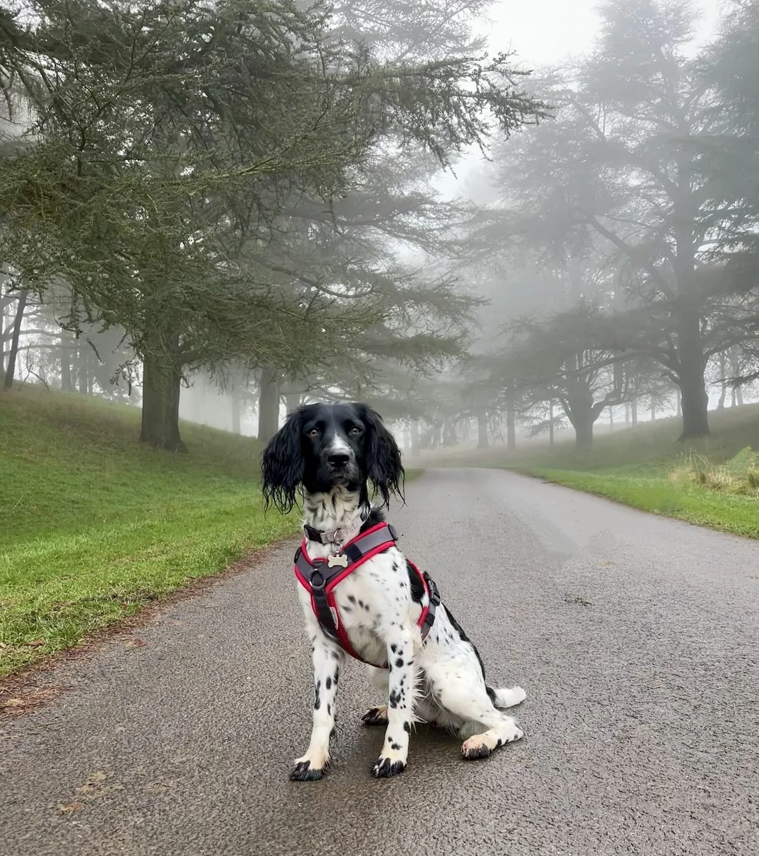 Ada, Springer Spaniel