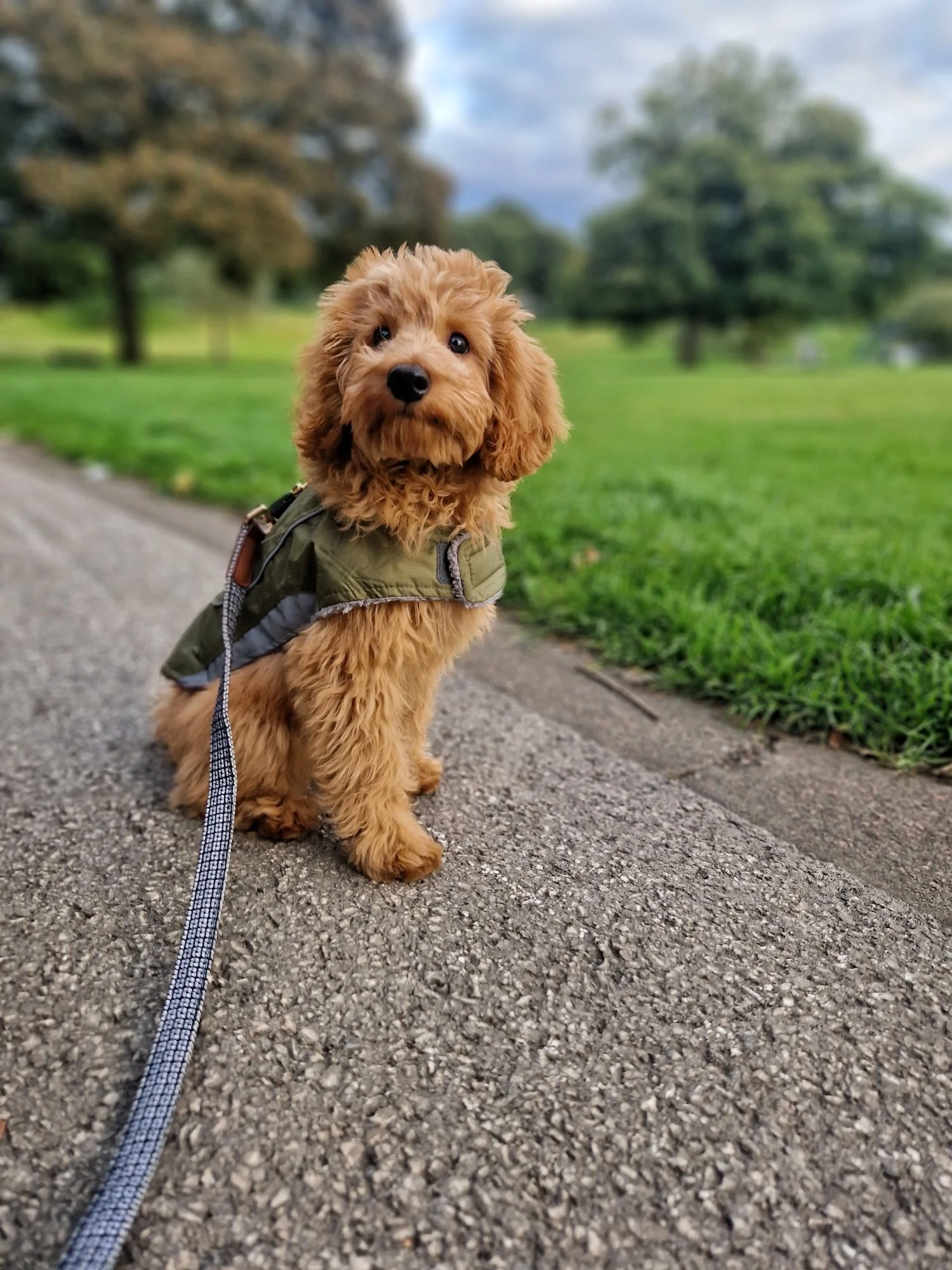 Henry, Cavapoo