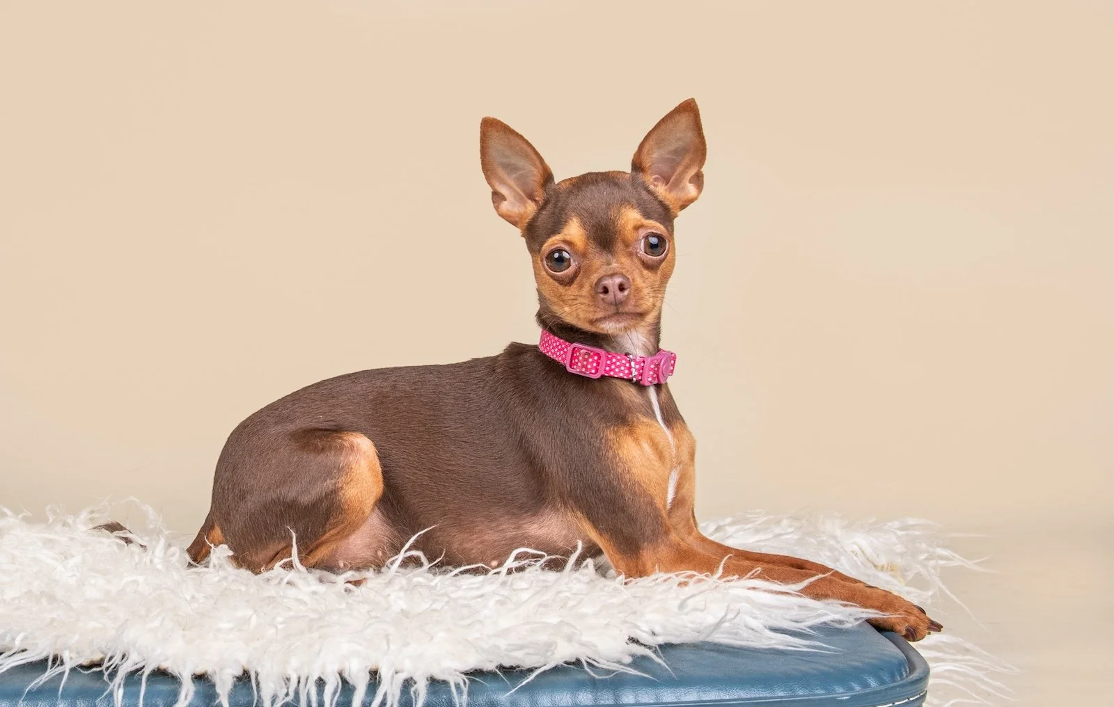 Bambam, Chihuahua