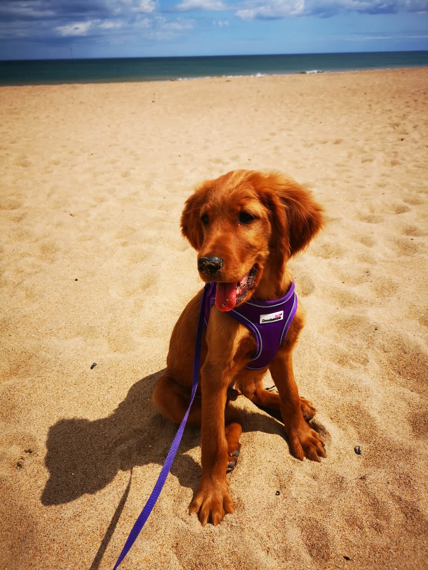 Dougal, Golden Retriever/Irish Setter X, Newcastle