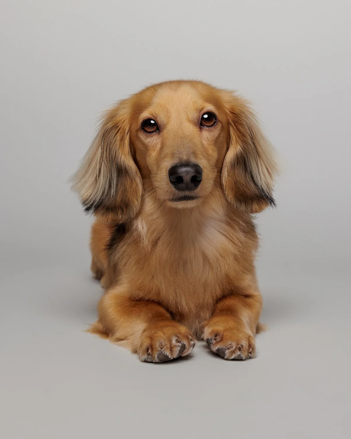 Luca, Dachshund