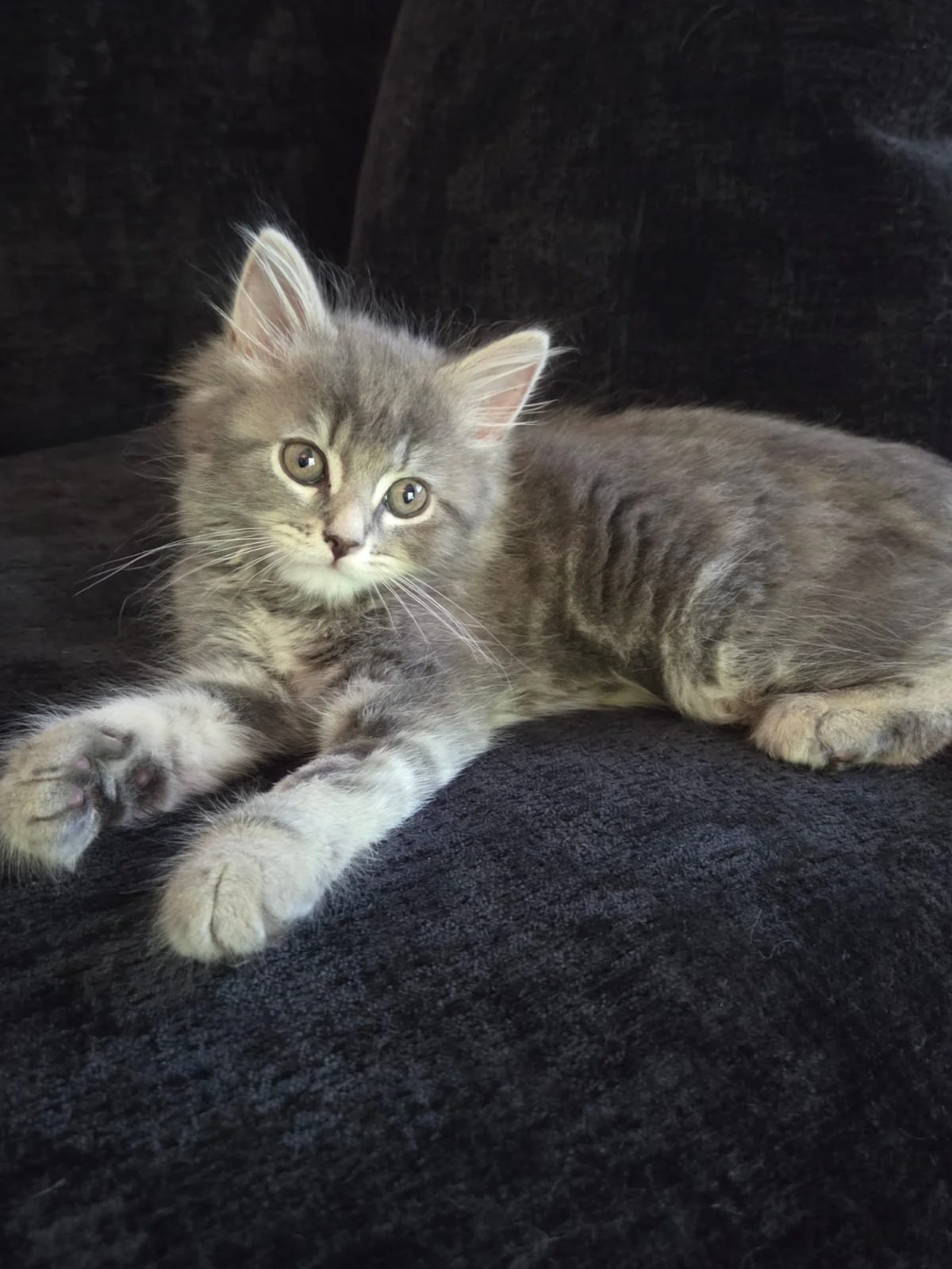 Bambi, Domestic Medium/Long Hair