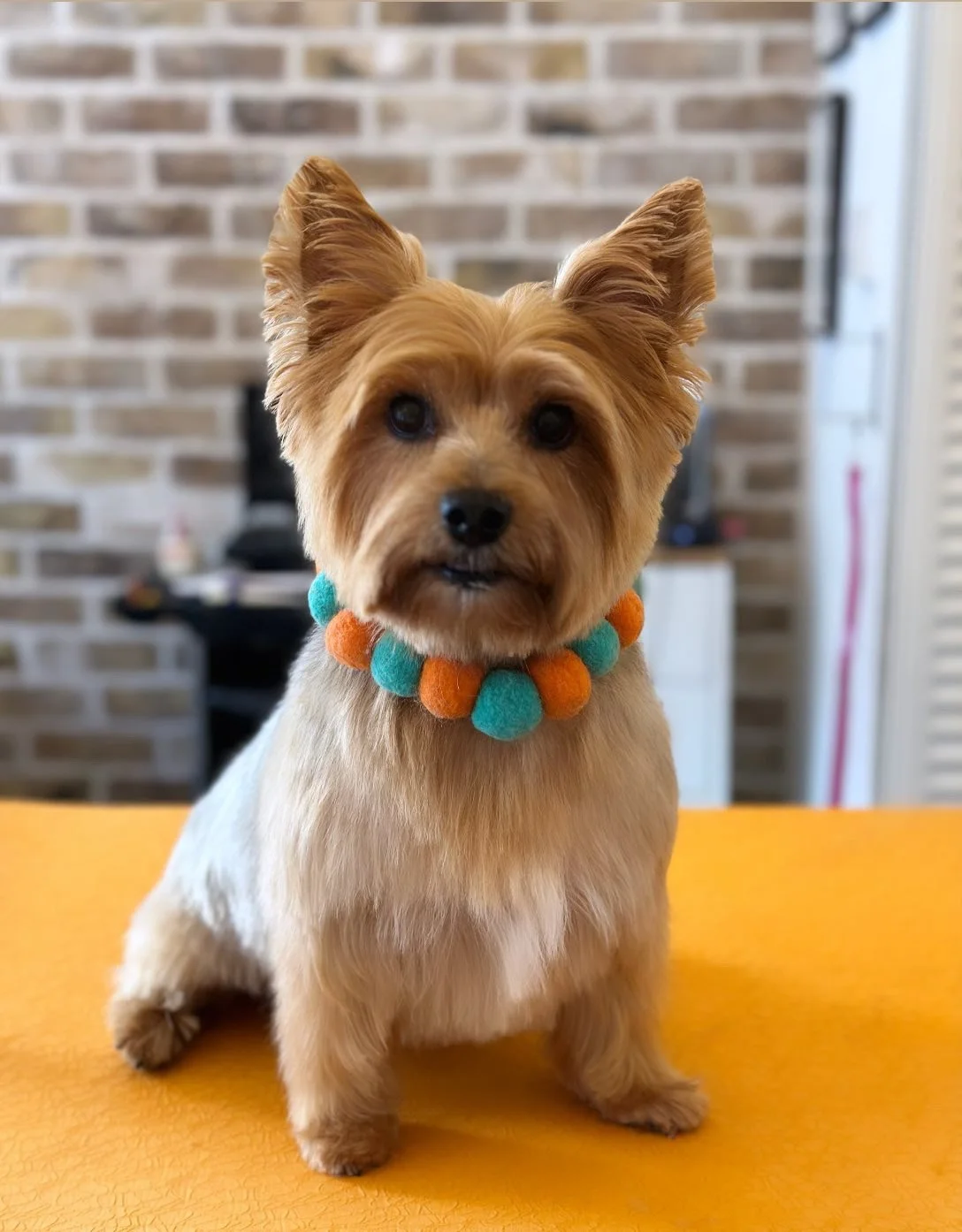 Luna, Silky Terrier