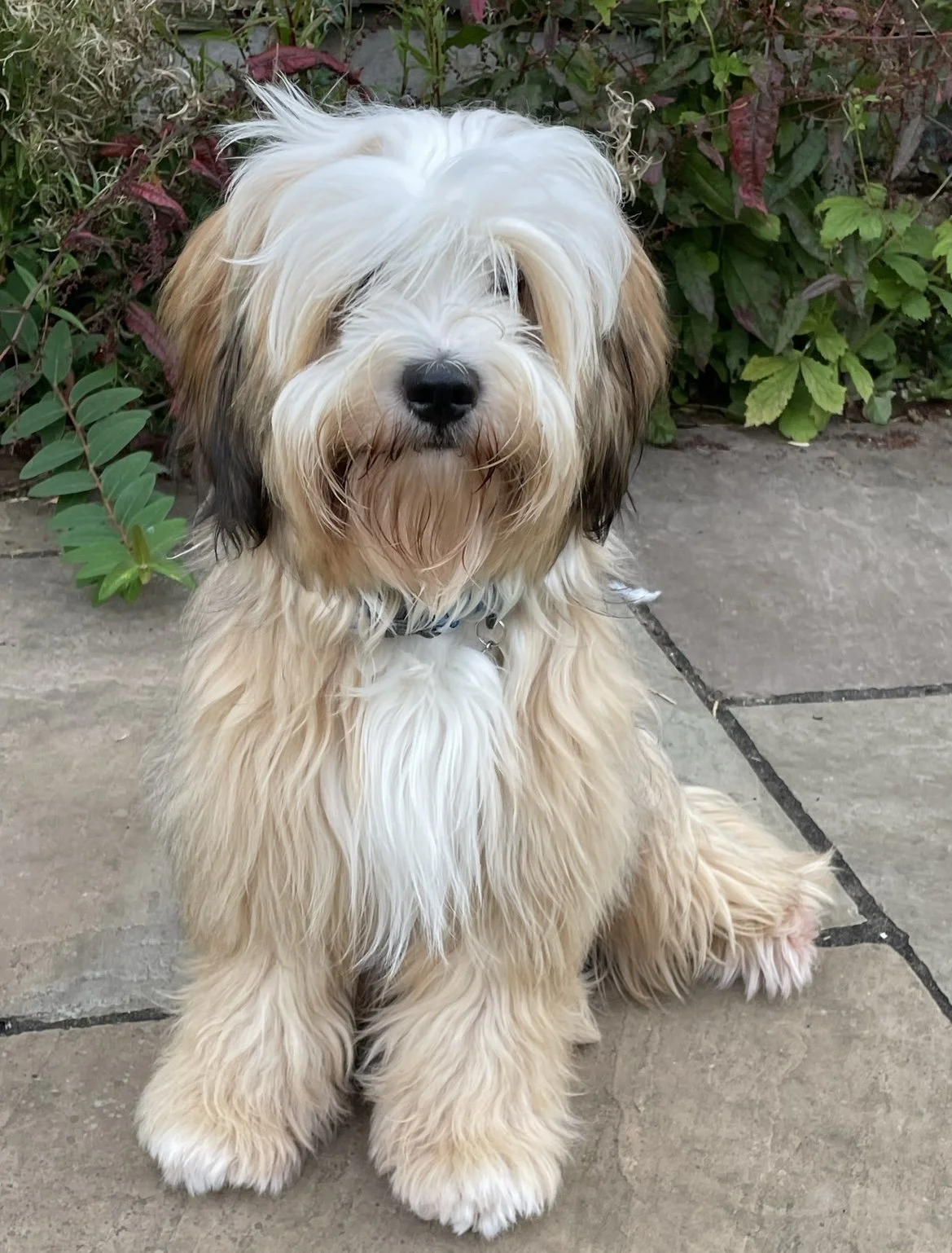 Betty, Tibetan Terrier