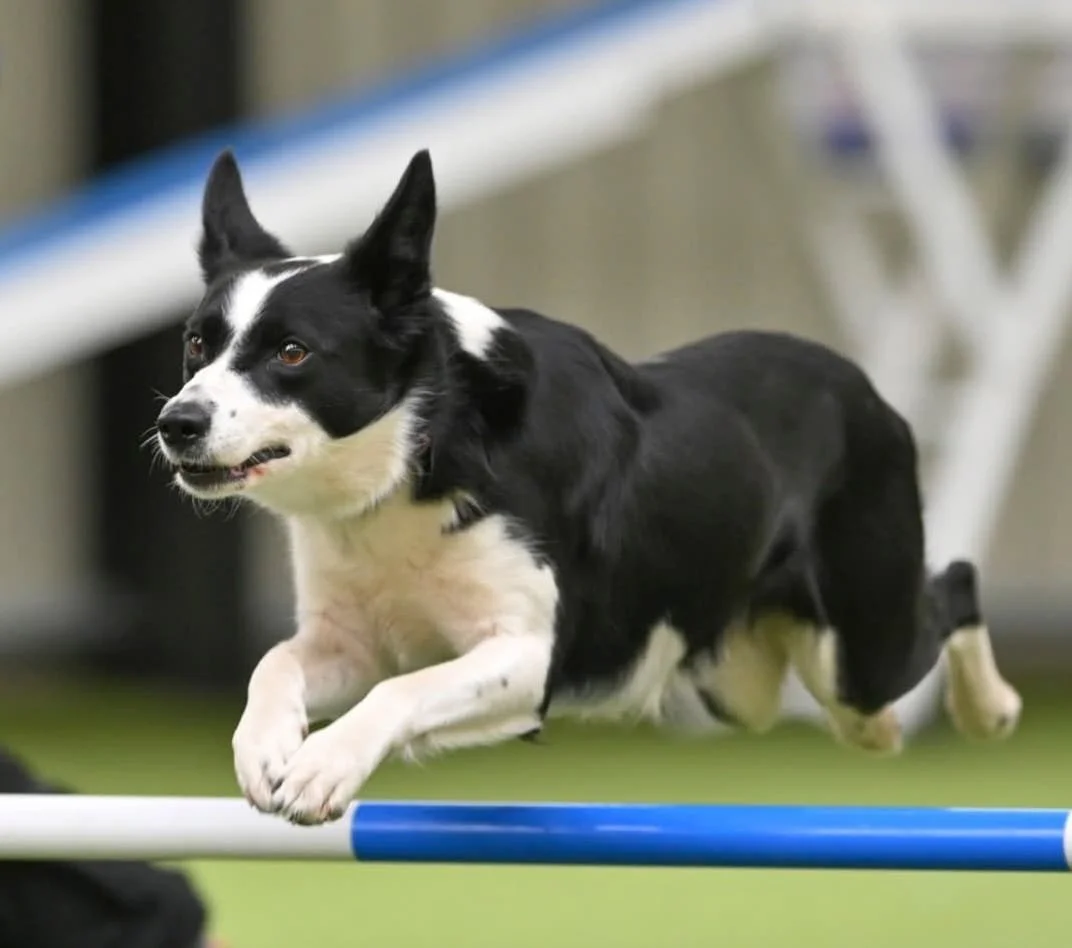 Zen, Border Collie (Black & White)