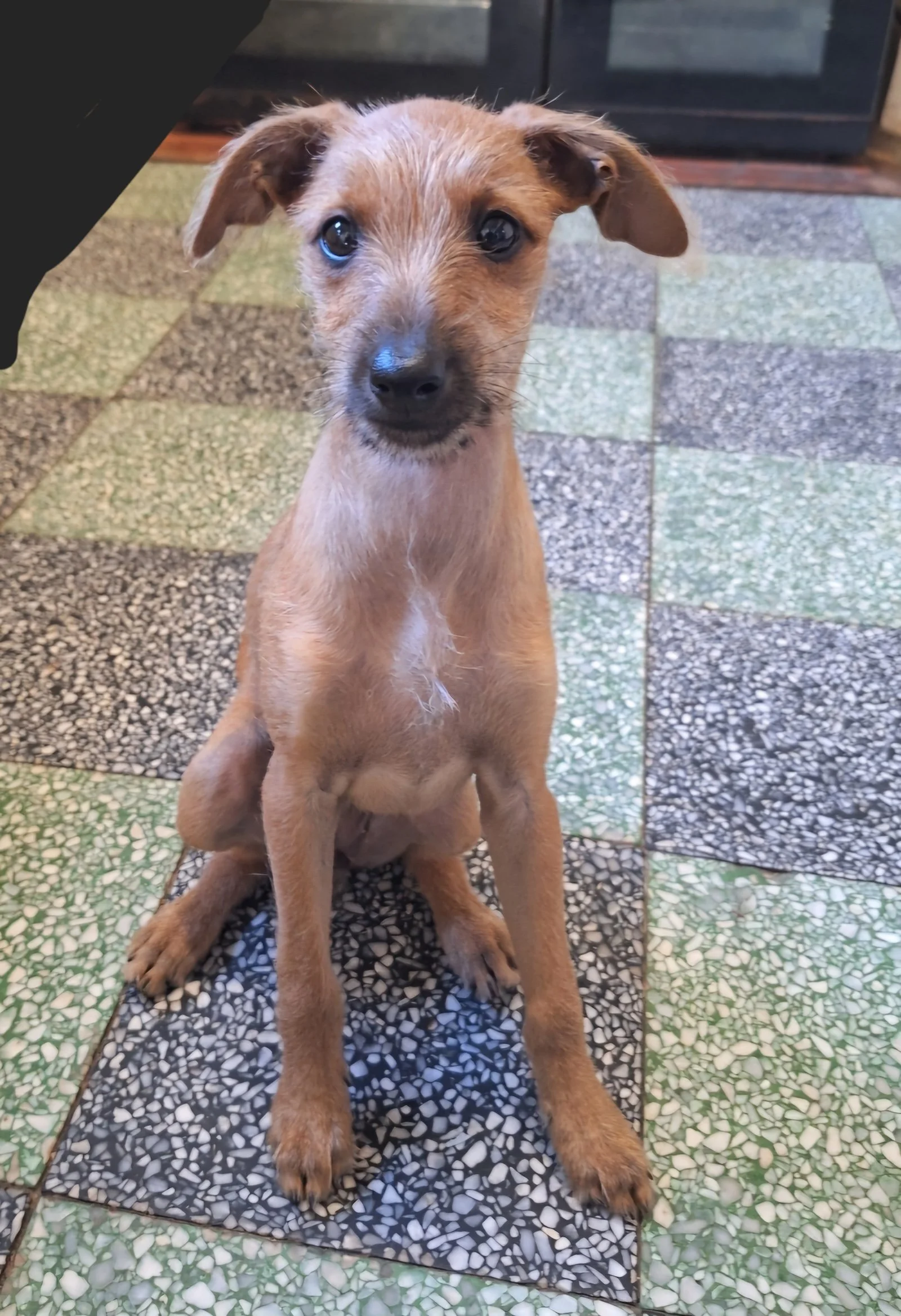 Mushroom, Whippet X