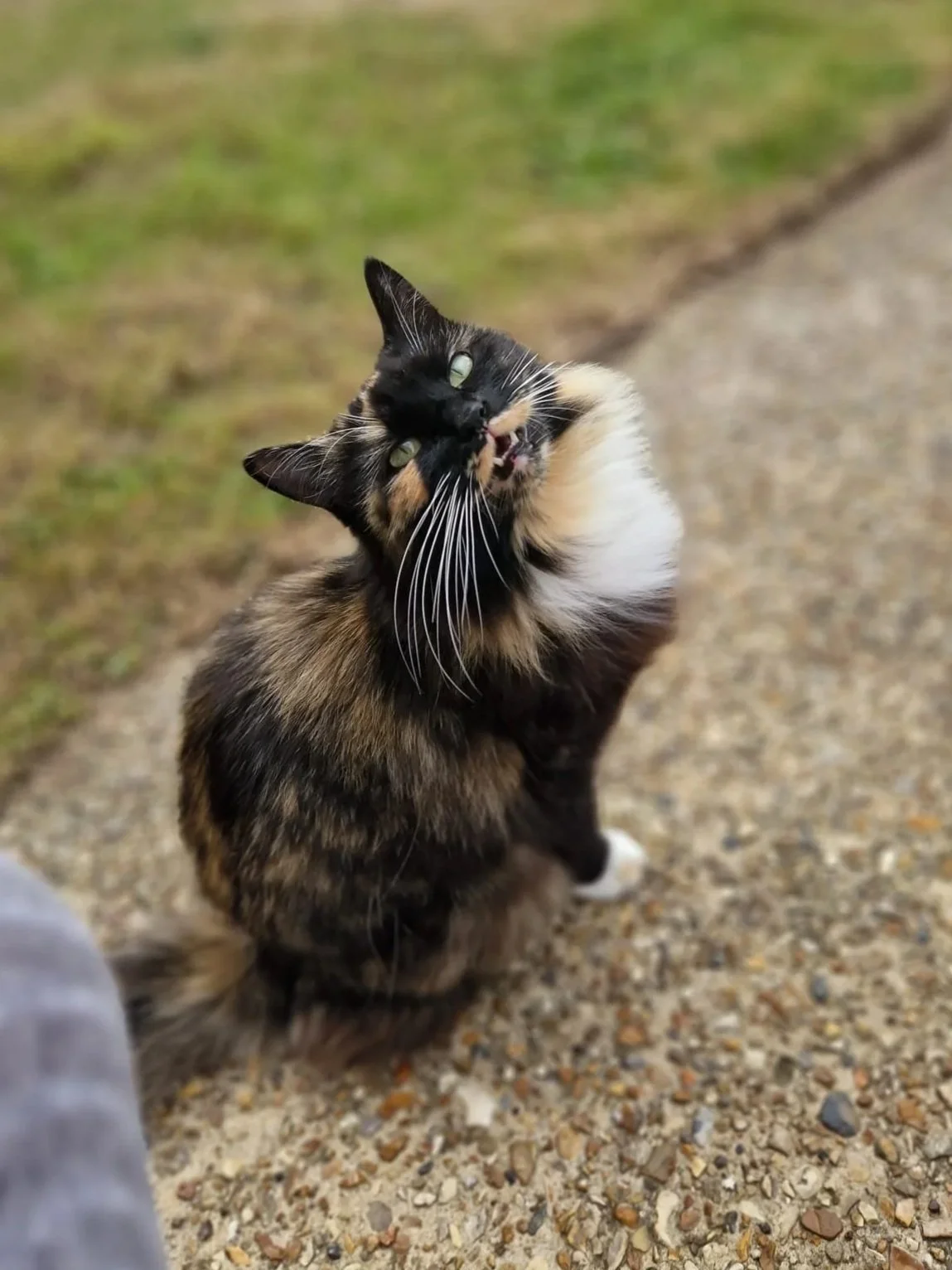 Mixie, Tortie DSH