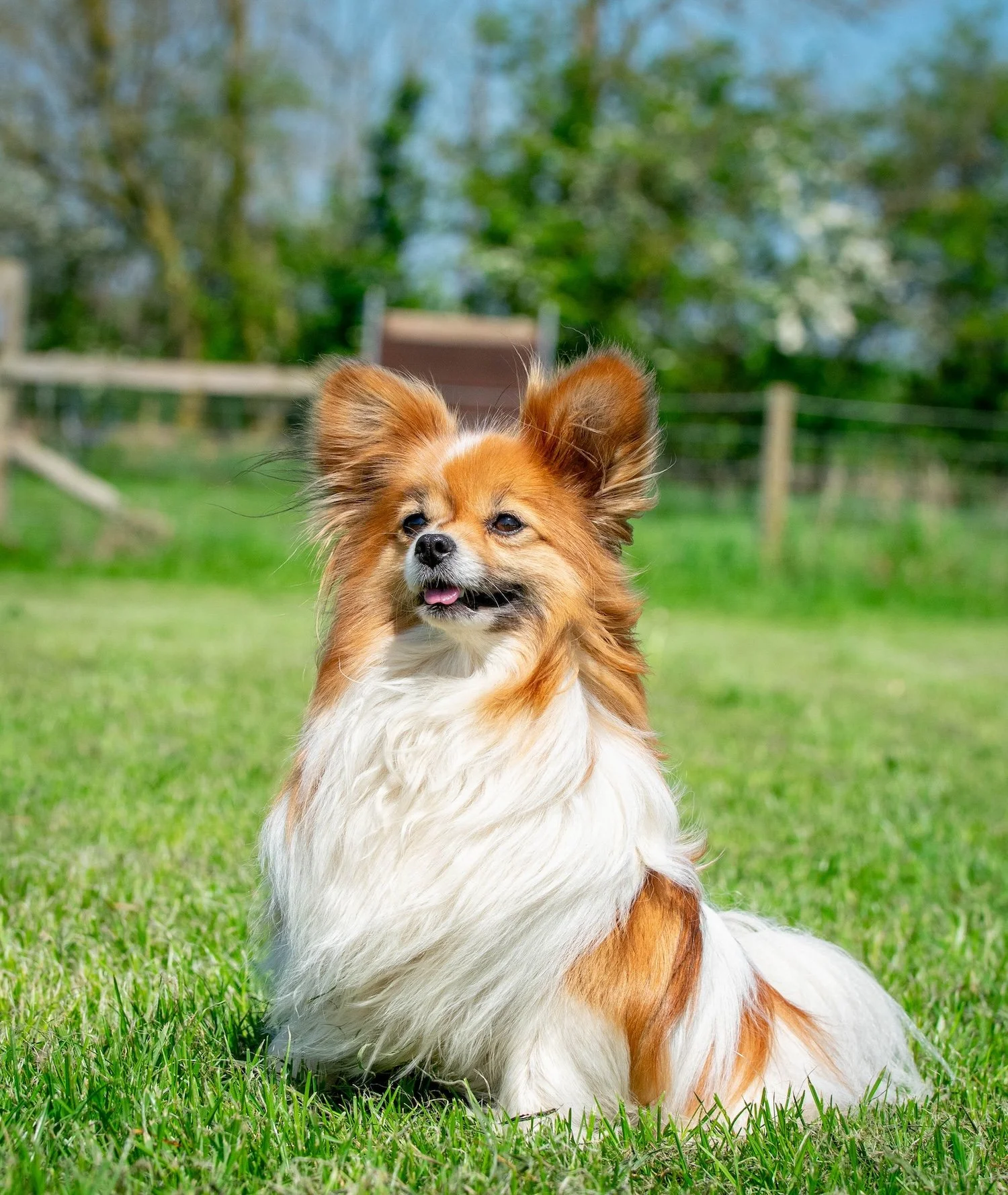 Disney, Papillon
