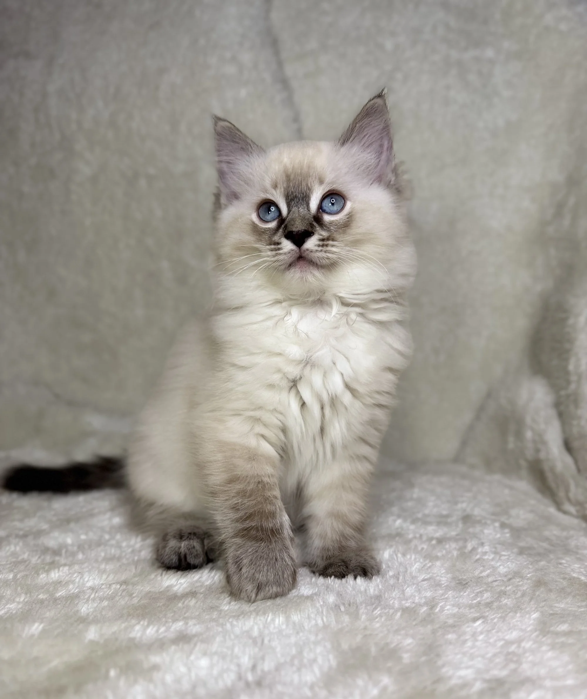 Bobby, Ragdoll