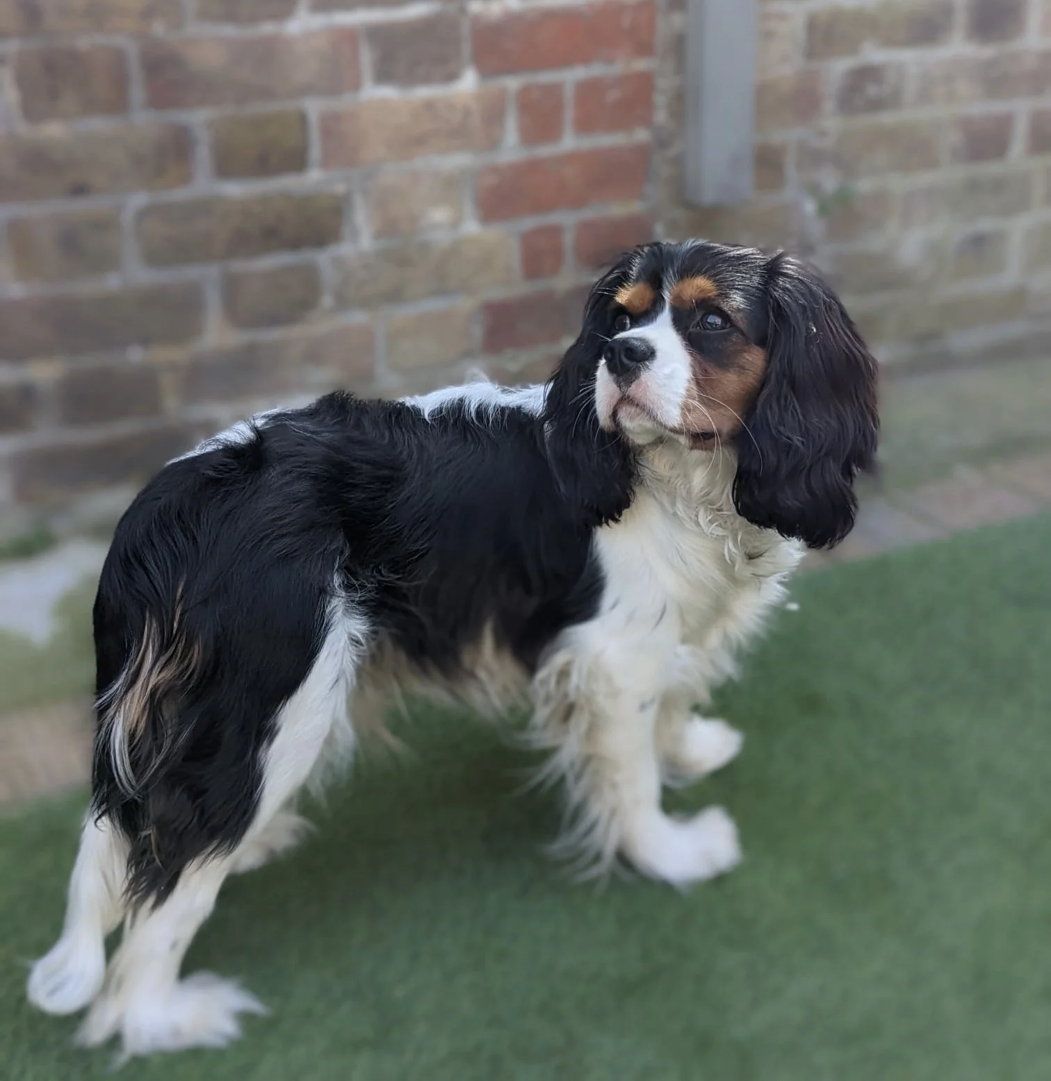 Louis, Cavalier King Charles Spaniel