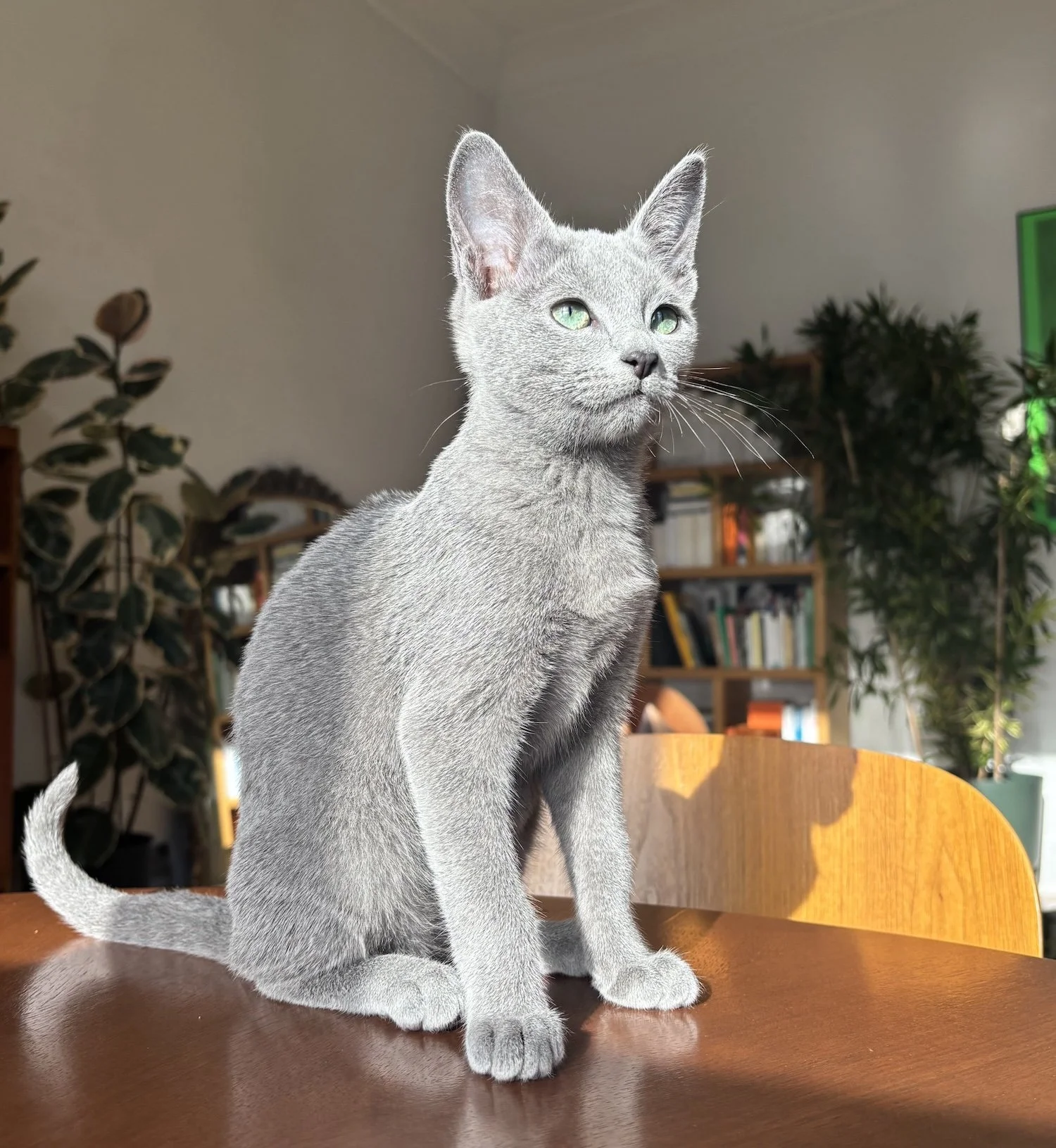 Russian Blue
