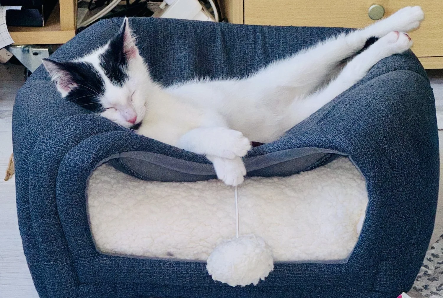 Roo, Domestic Shorthair
