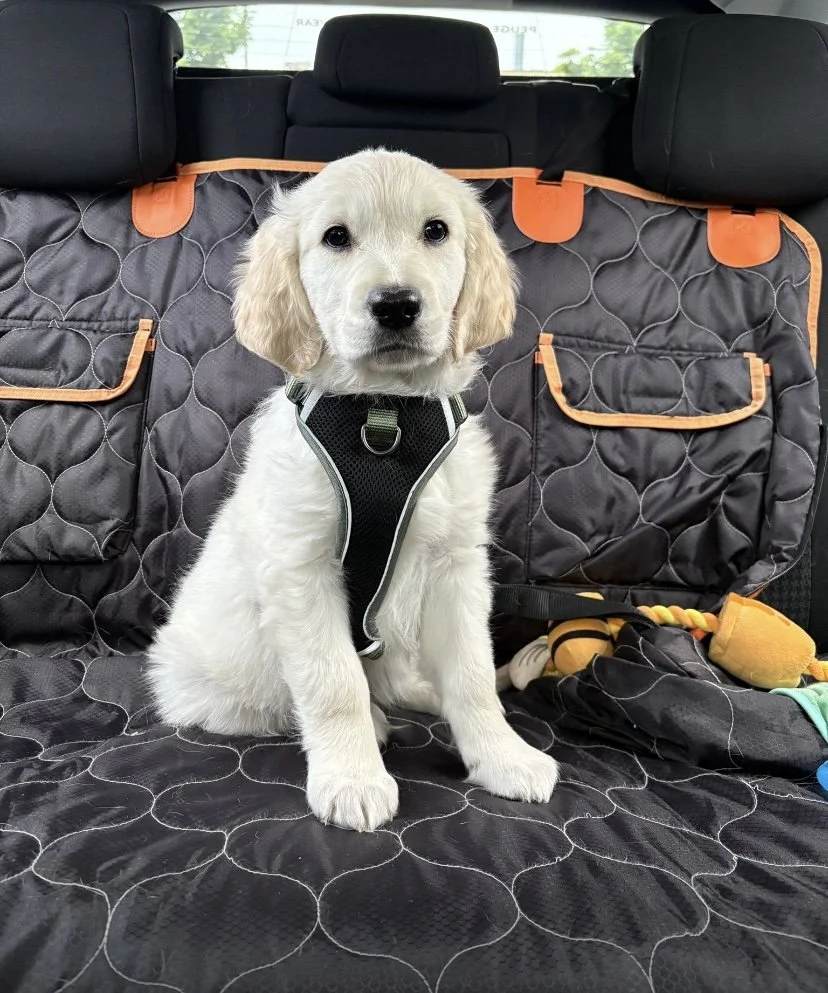 Champ, Golden Retriever, Birmingham