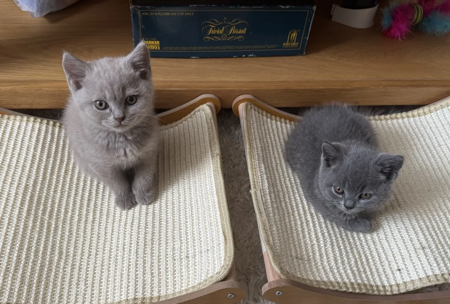 Teddy and Bear, British Shorthairs