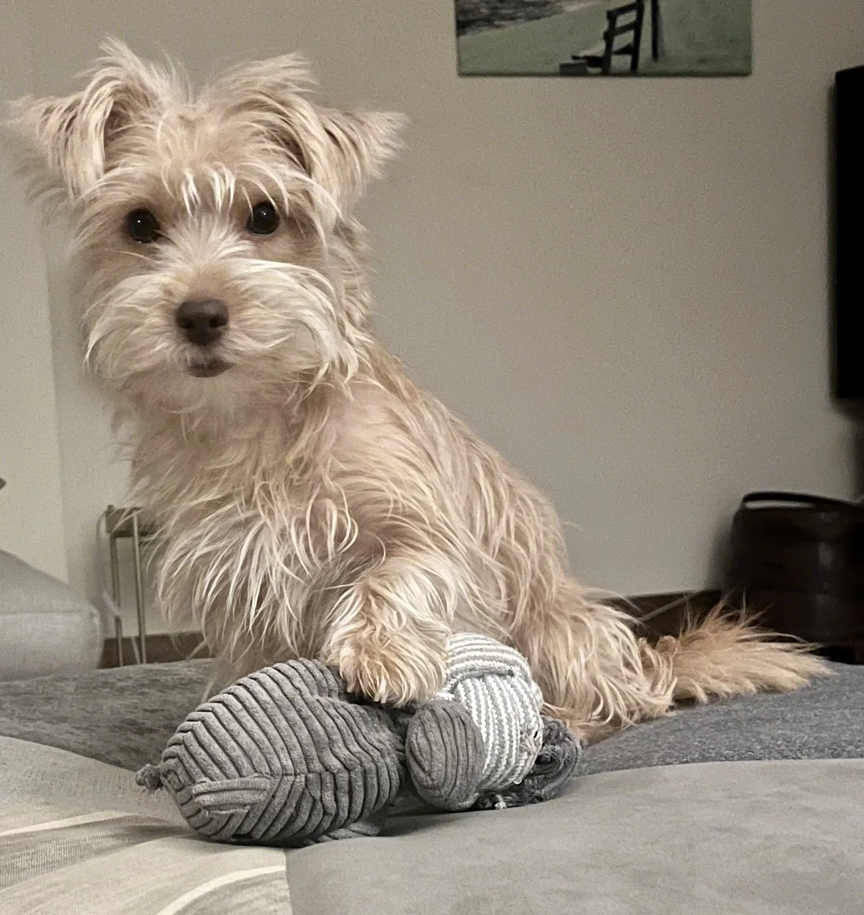 Harper, Norfolk Terrier X