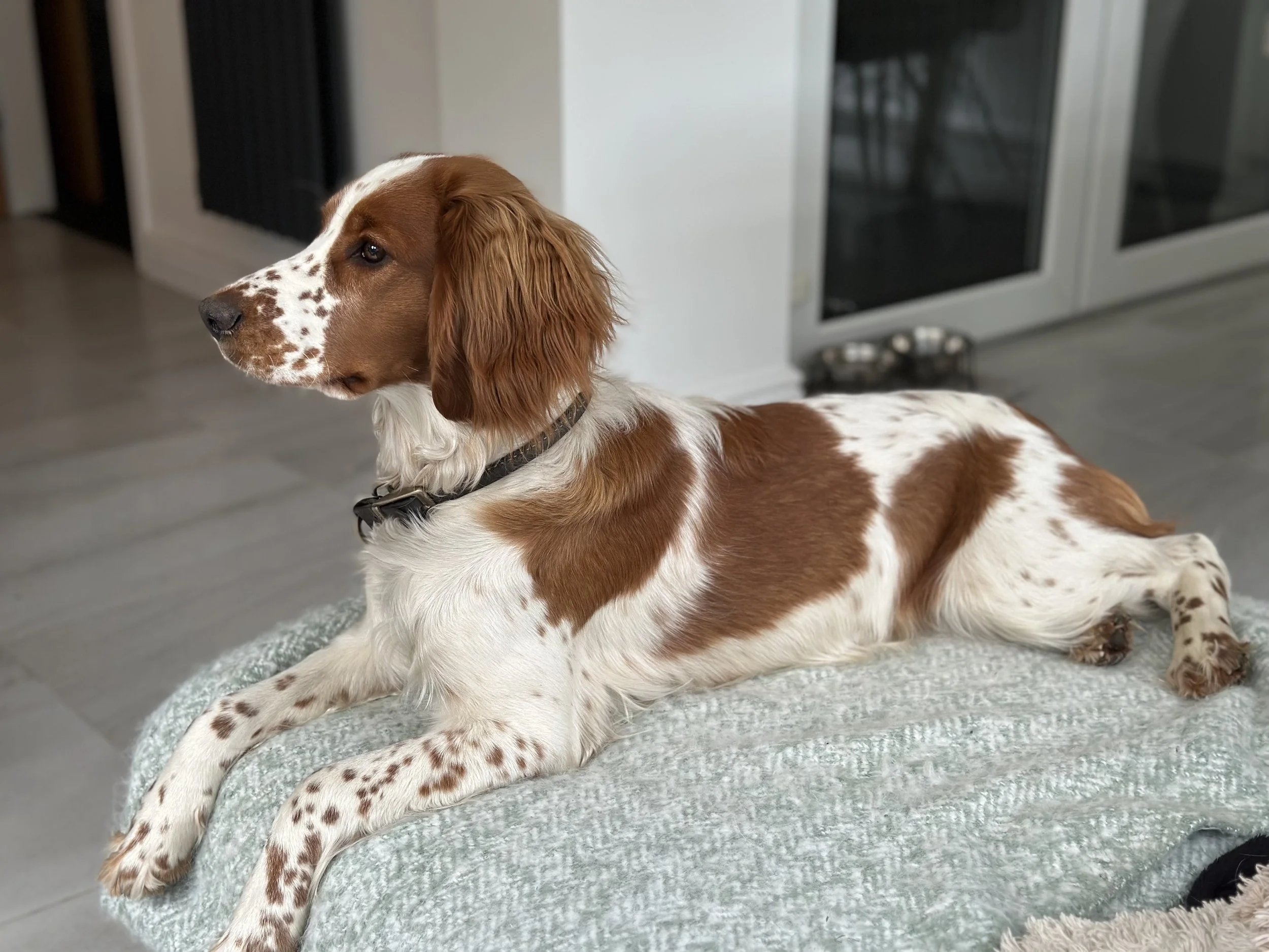 Bella, Springer Spaniel