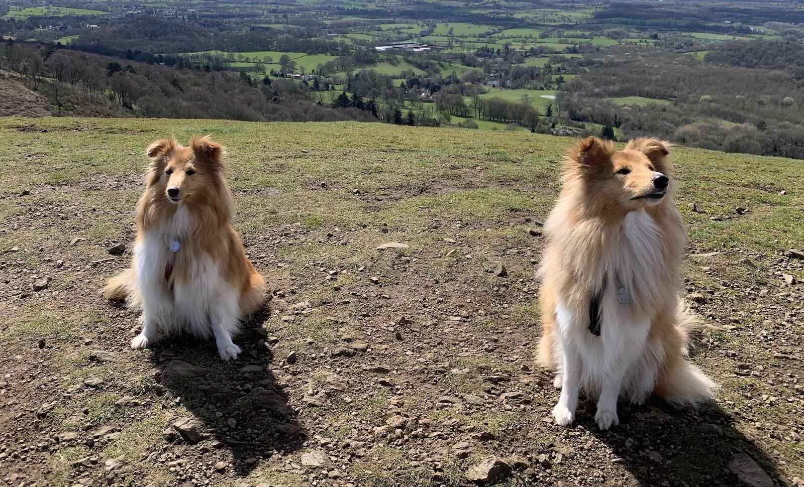 Pepe, Shetland Sheepdog