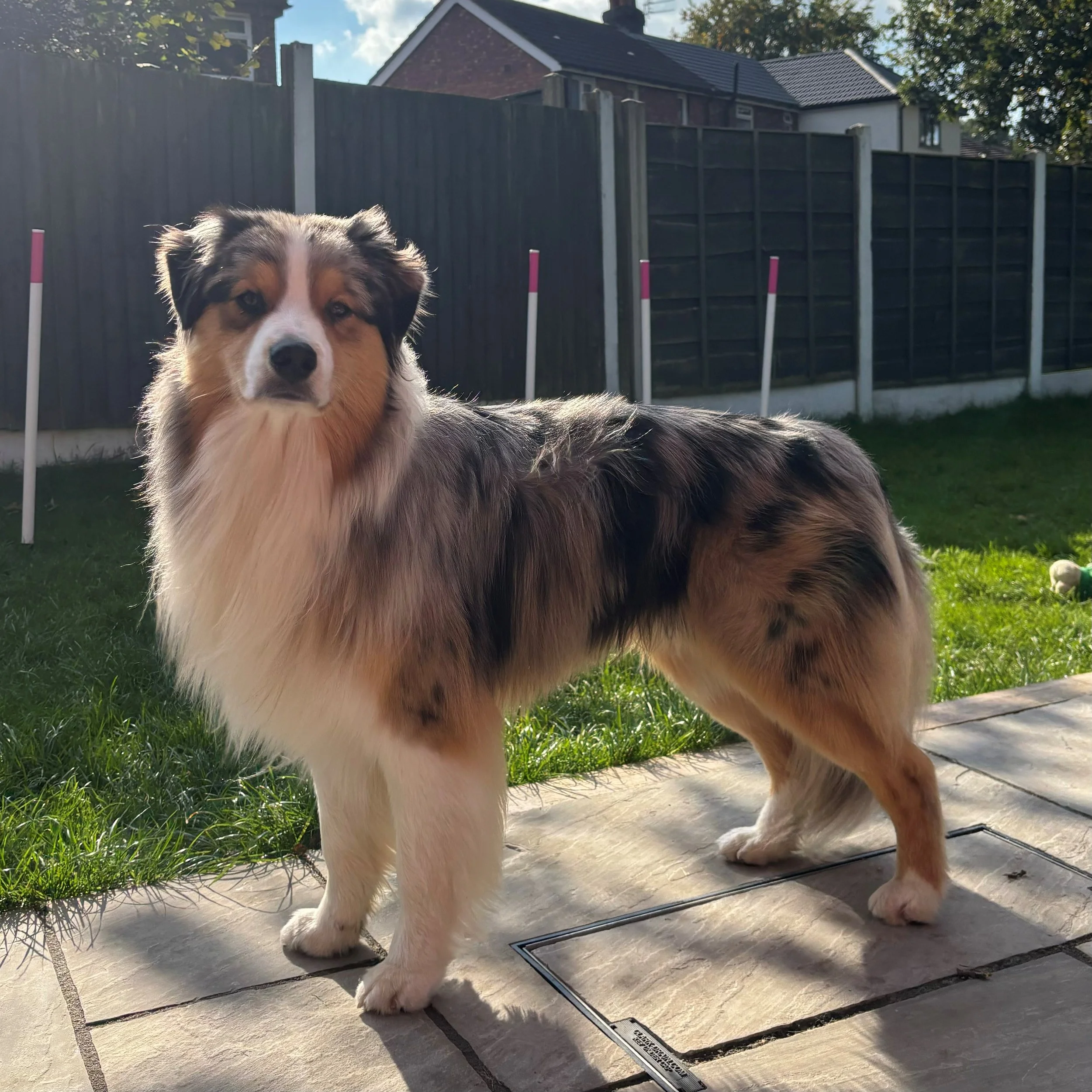 Spyro, Australian Shepherd