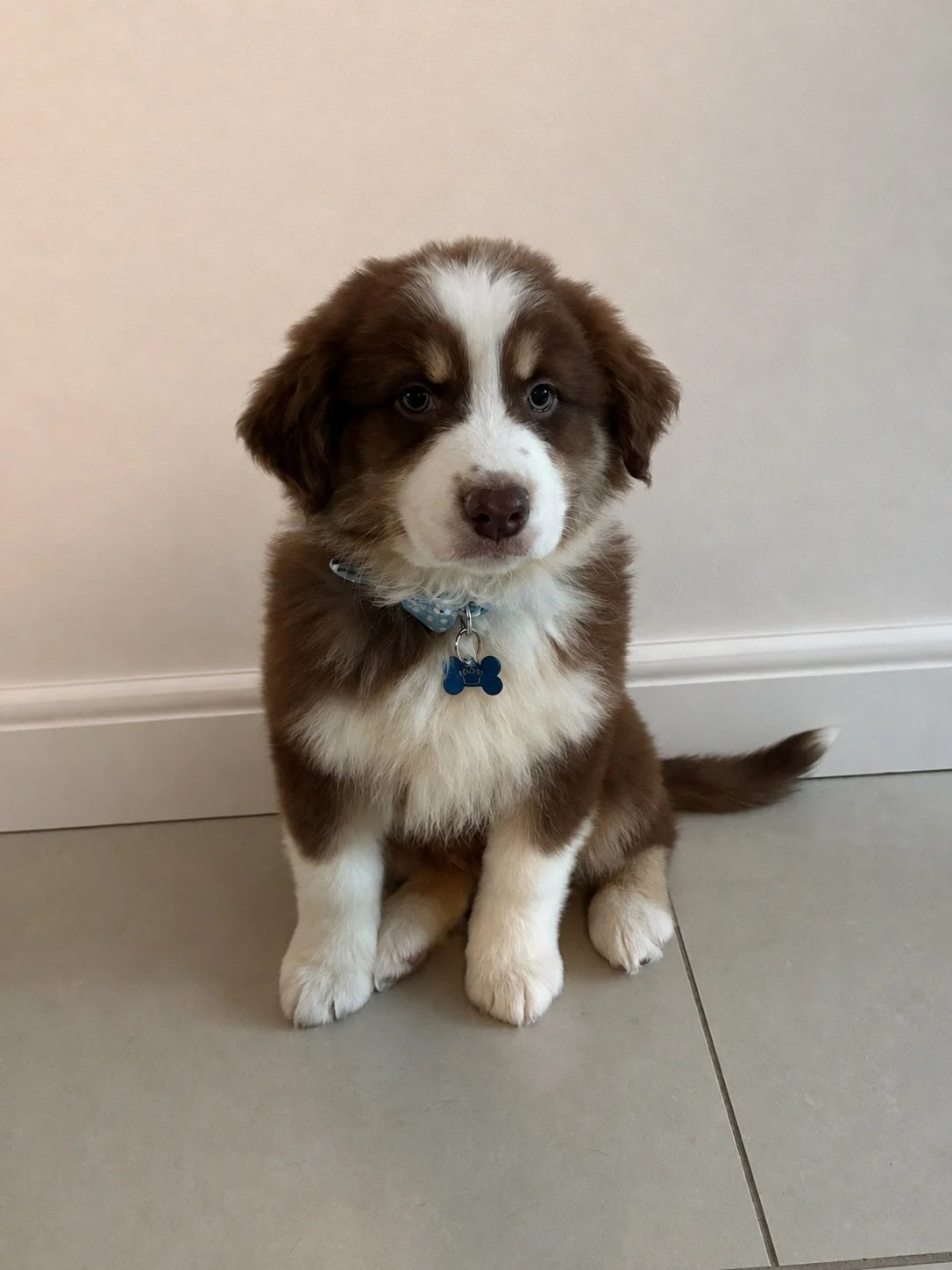 Australian Shepherd
