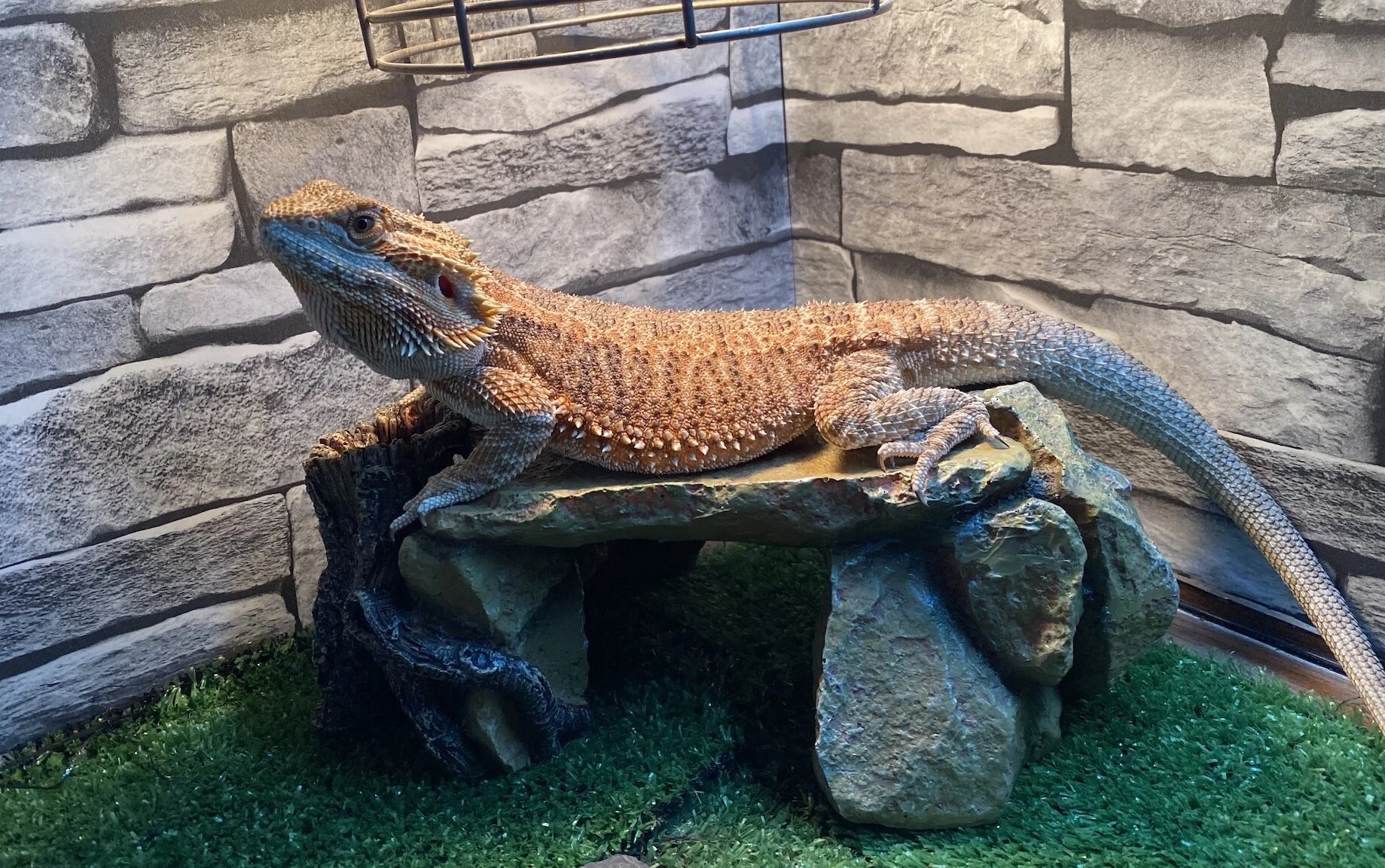 Coco, Bearded Dragon, London