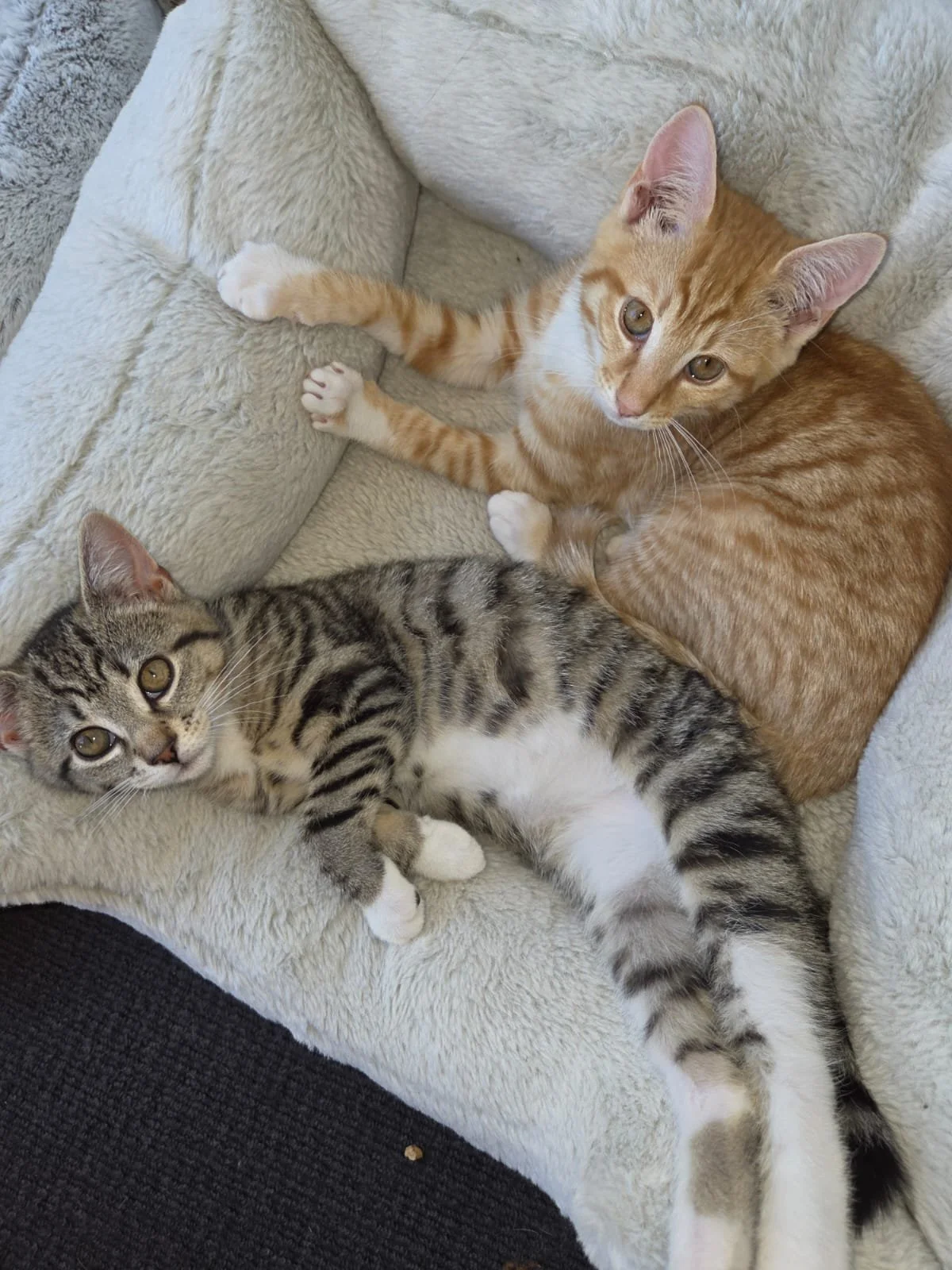 Wotsit and C4, Domestic Shorthairs