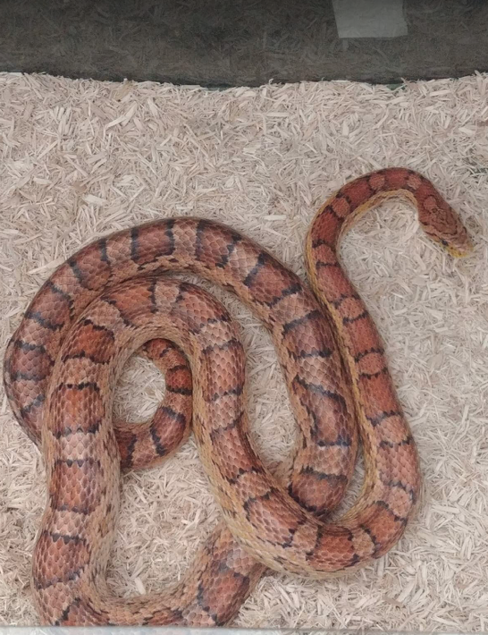 Arthur, Corn Snake, Manchester