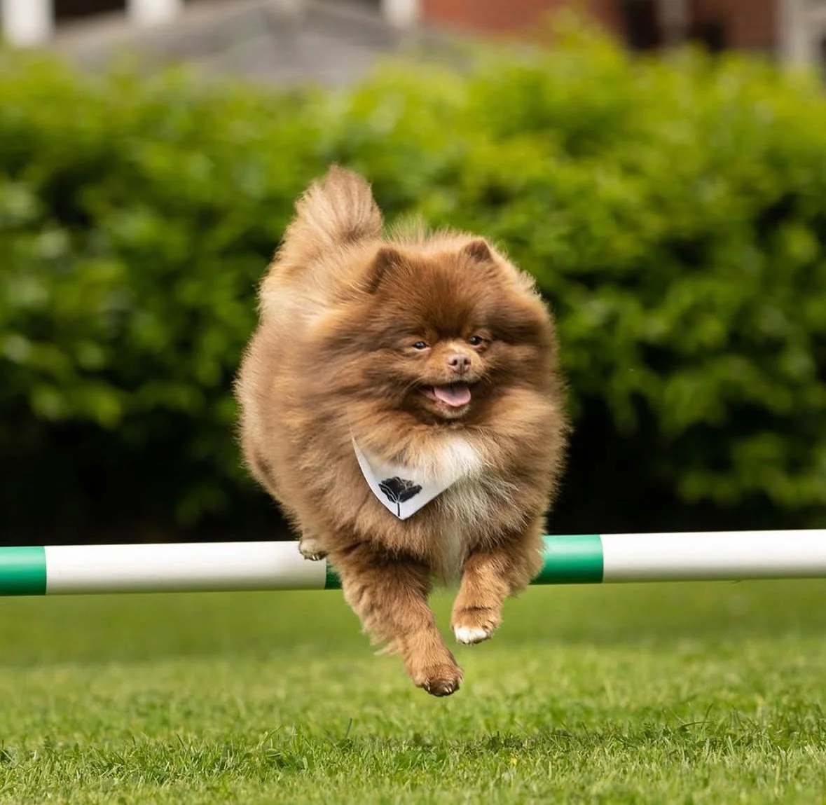 Bear, Pomeranian